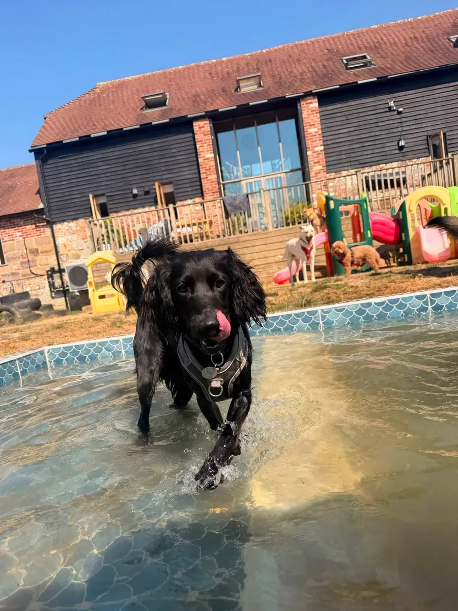 A black cocker spaniel mid-splash in the outdoor pool, wearing a padded harness, with other dogs playing loose on the grass and the barn behind.