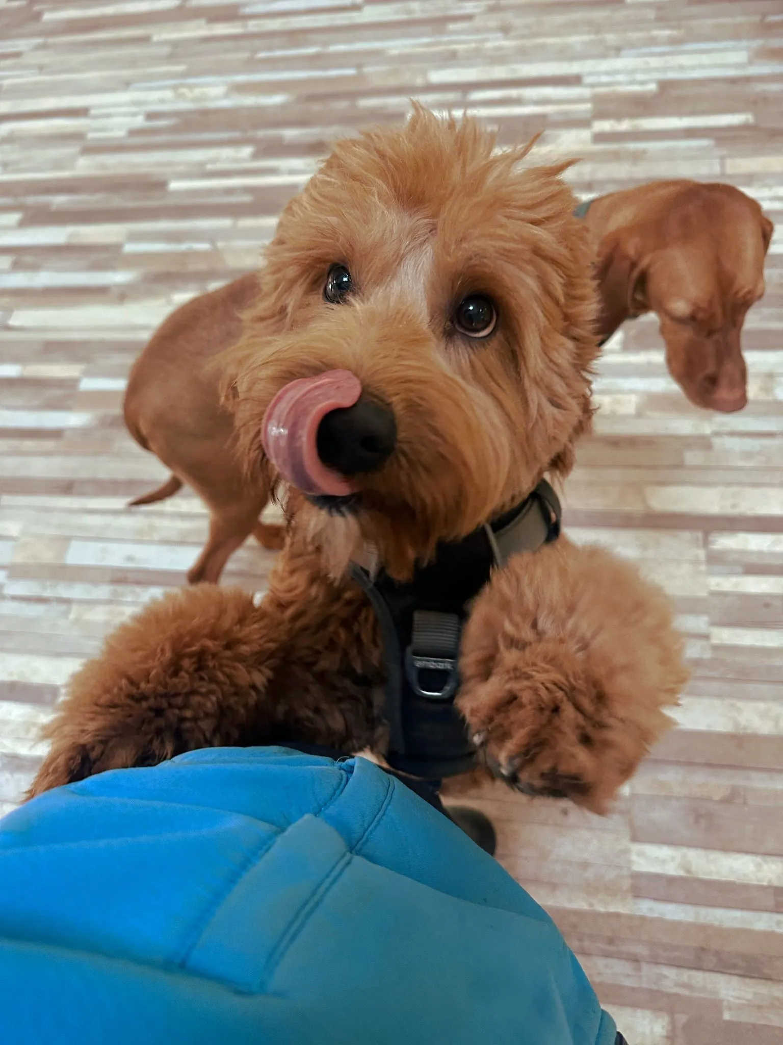 A curly-coated dog licking its nose, with another dog looking on
