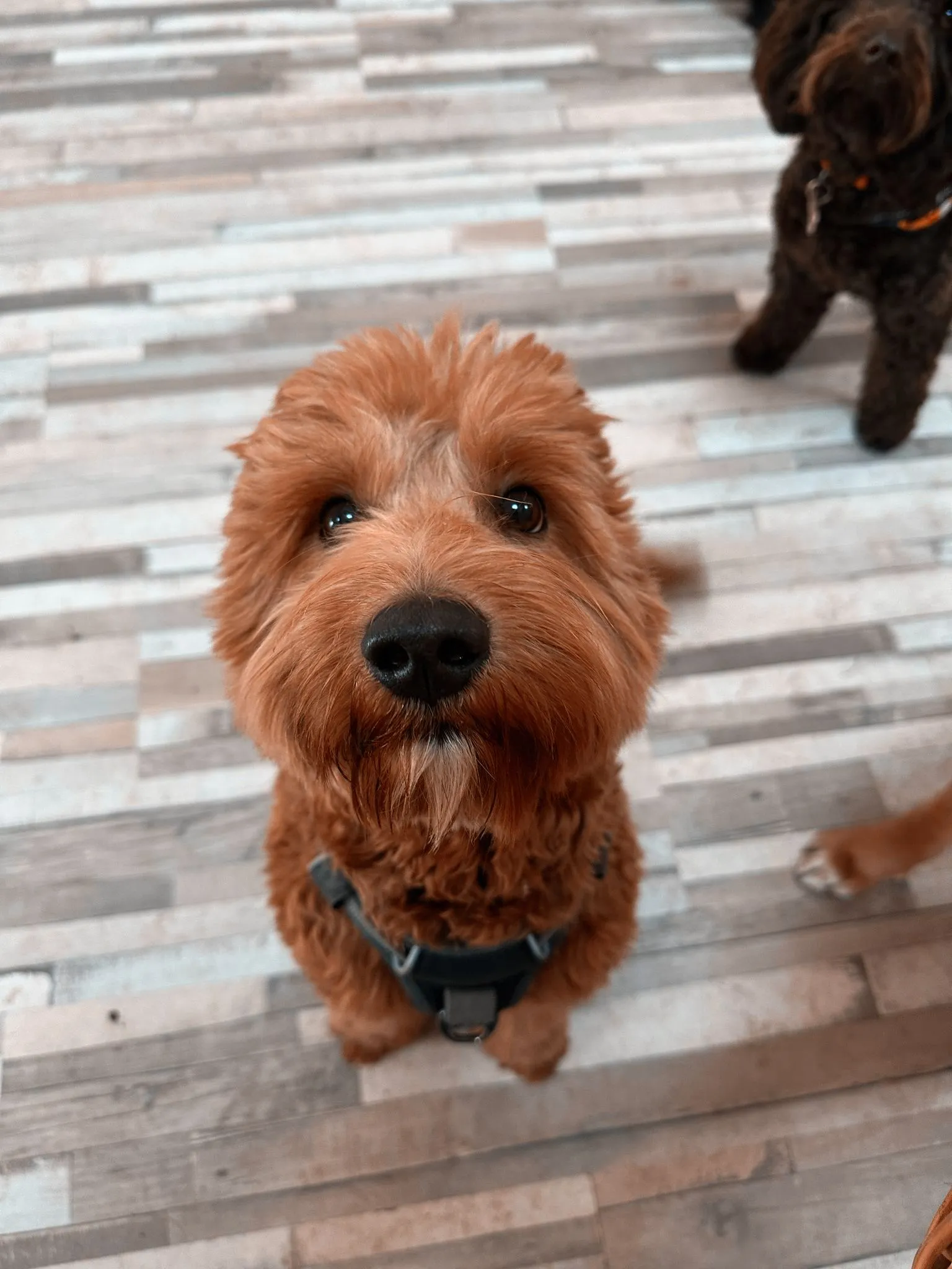 A red cockapoo sitting and looking up at the camera