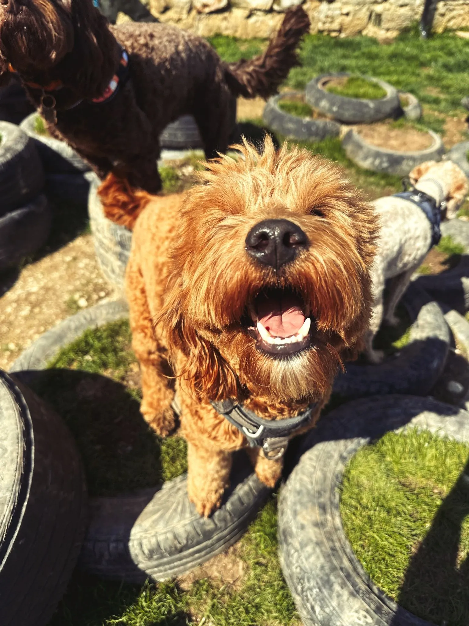 A cockapoo standing on tyres in the play paddock, mouth open mid-bark