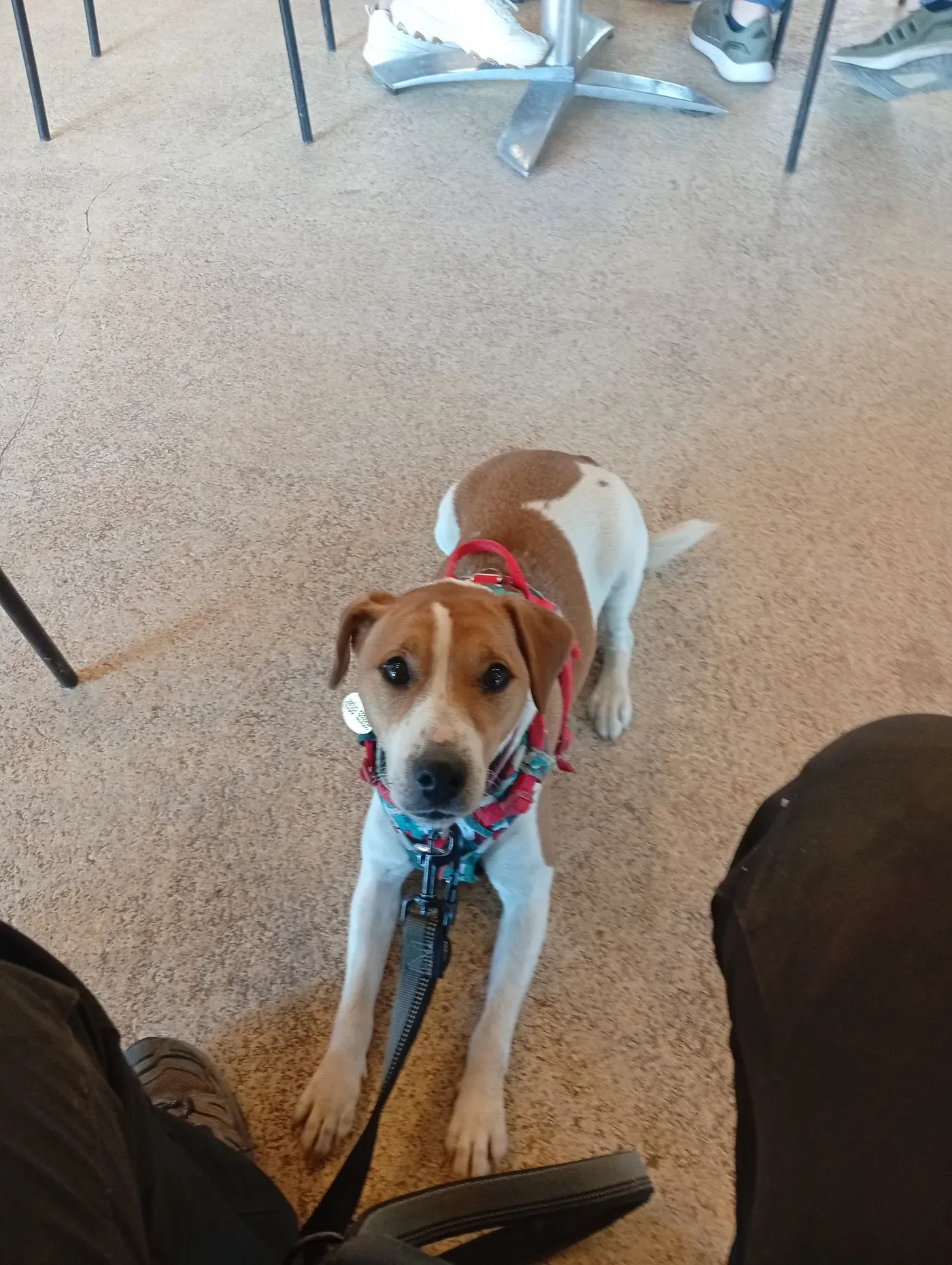 A puppy tilting its head curiously