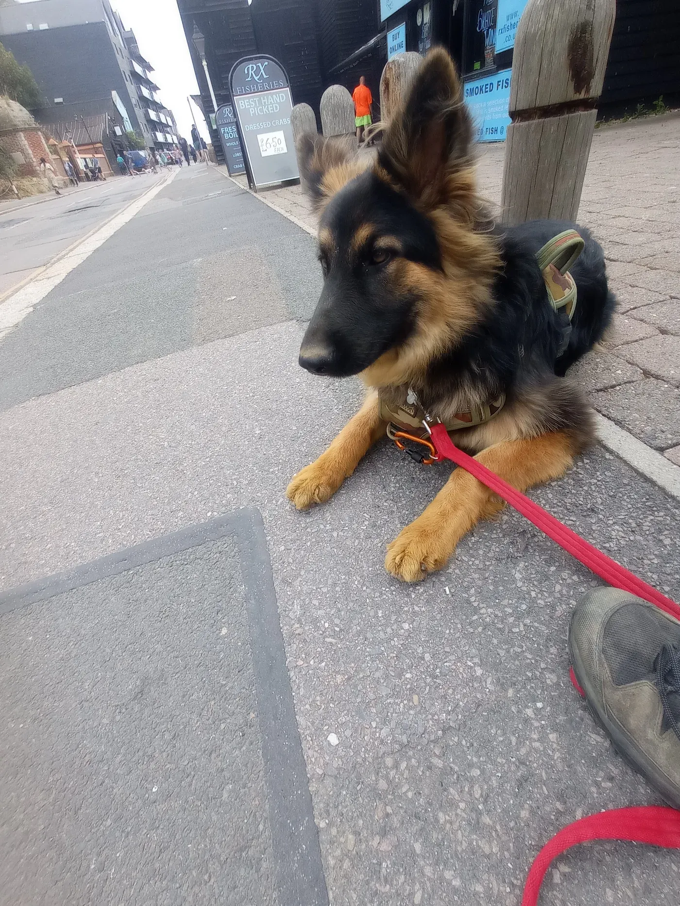 Tilly, a young shepherd puppy, settling calmly by the seafront