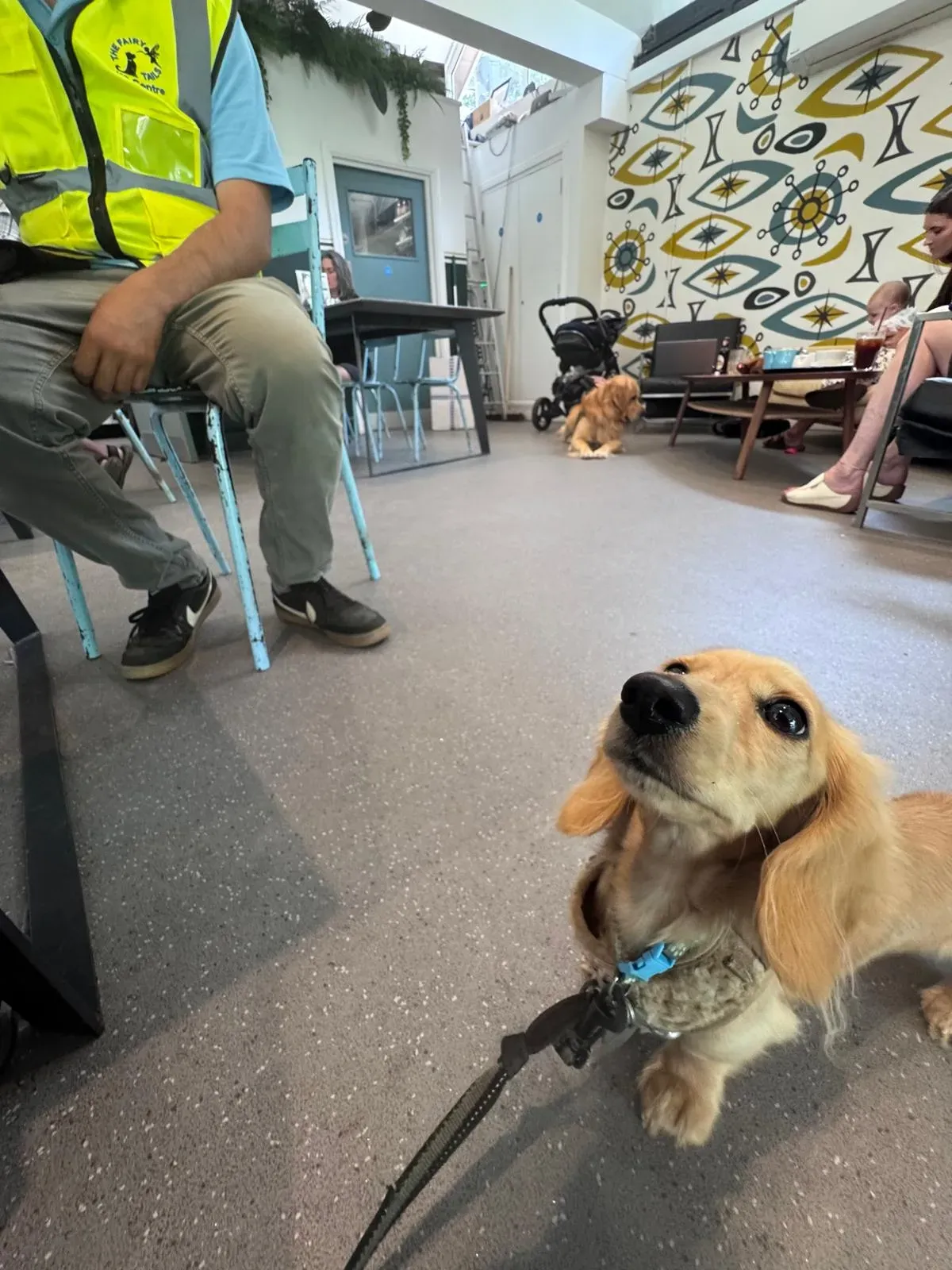 Alan, a young dog, staying calm and focused at a café