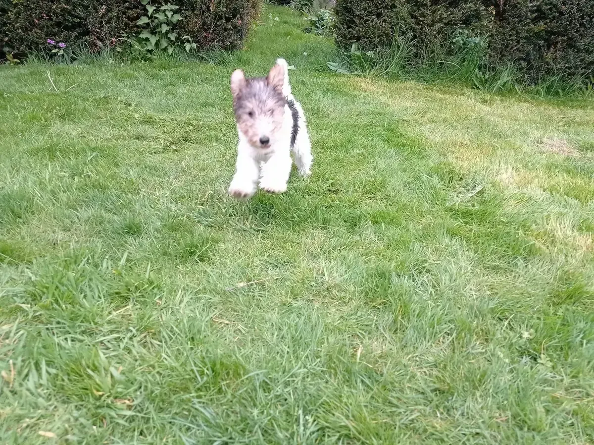 A puppy running back to its handler on a recall