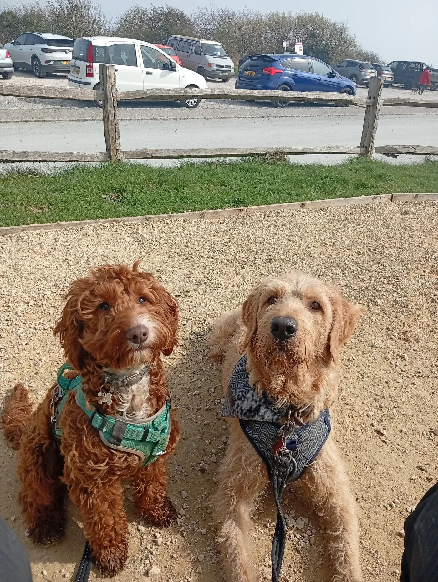Enzo and Miles waiting nicely together outside a café