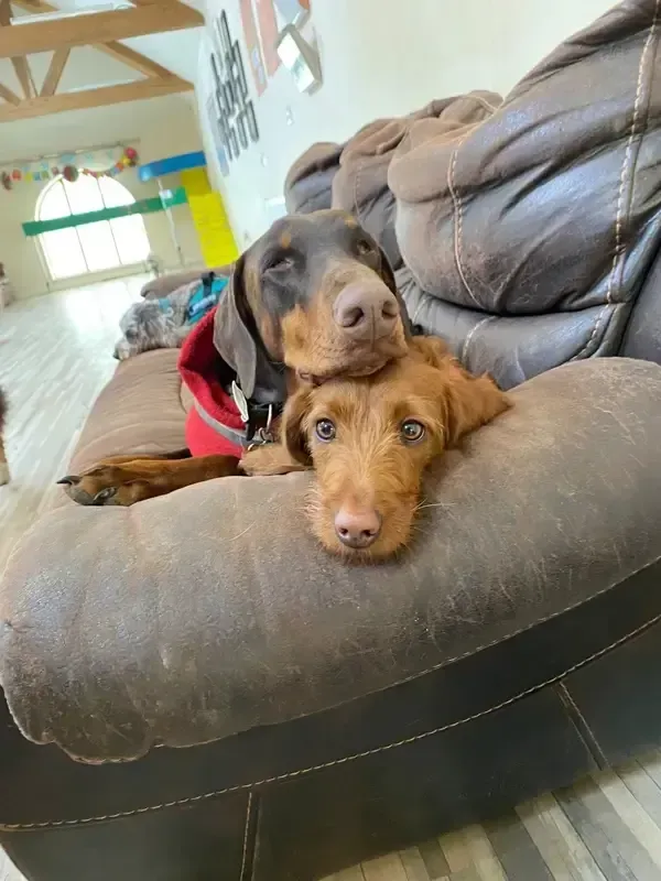 Two regular school dogs cuddled up together on the sofa at The Barn