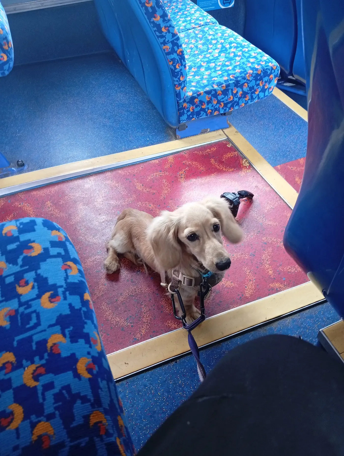 Alan, a Fairy Tails dog — calm on the bus