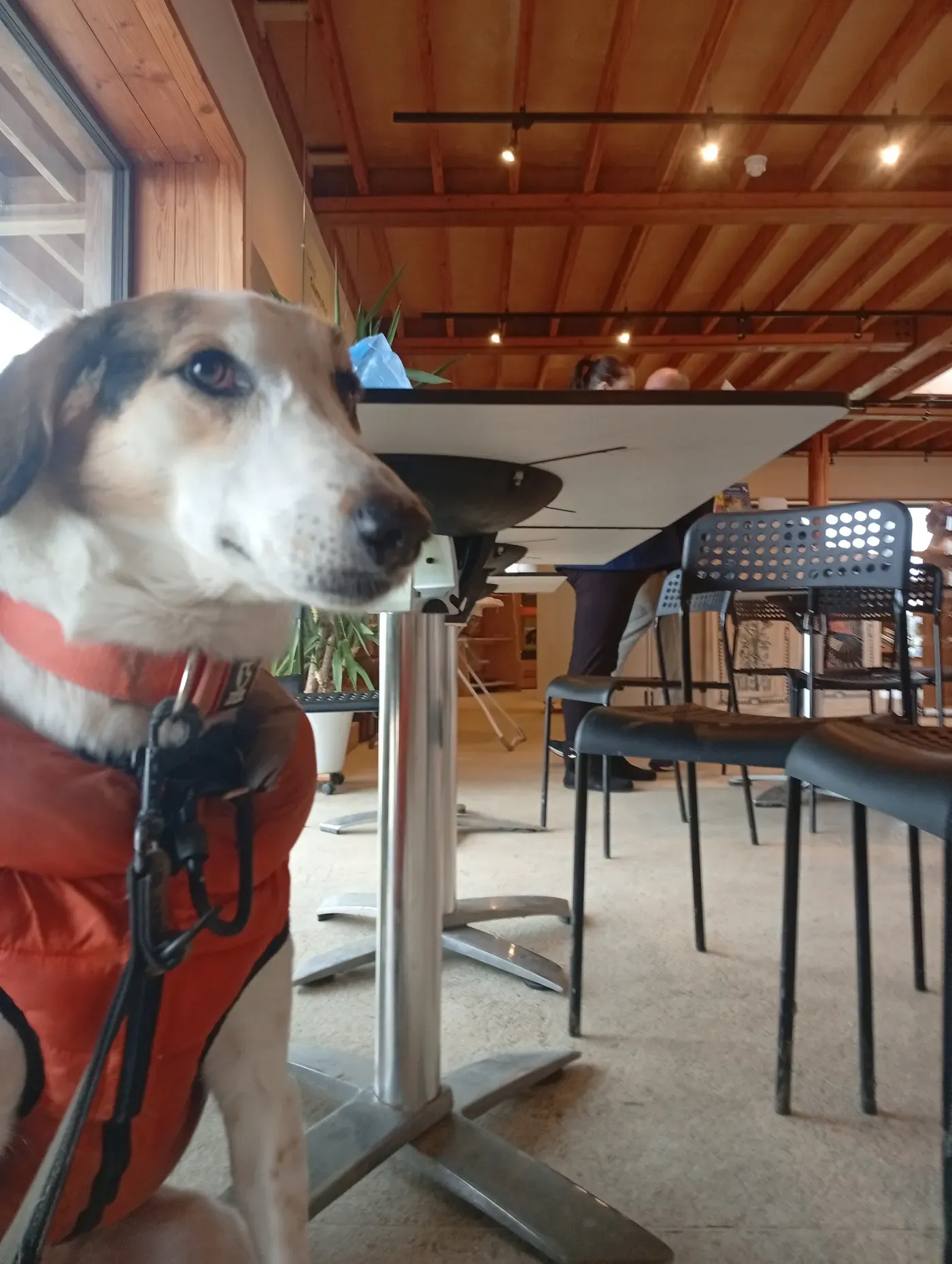 April, in a red coat, standing among the tables and chairs inside a café