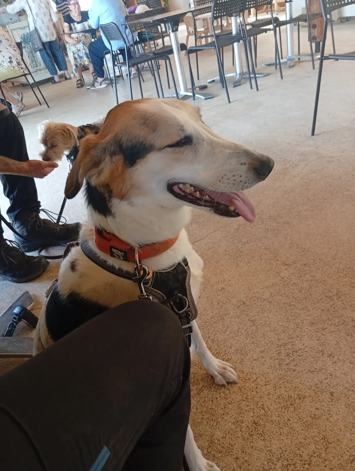 April, a Fairy Tails dog — calm in a busy café