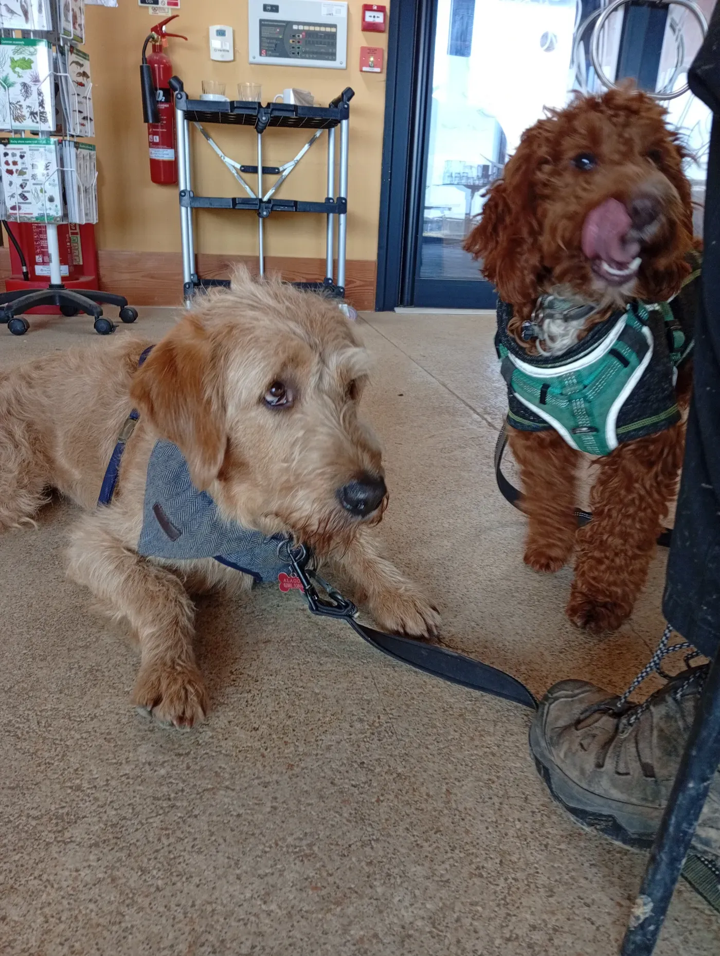 Enzo & Miles, a Fairy Tails dog — settling at the café
