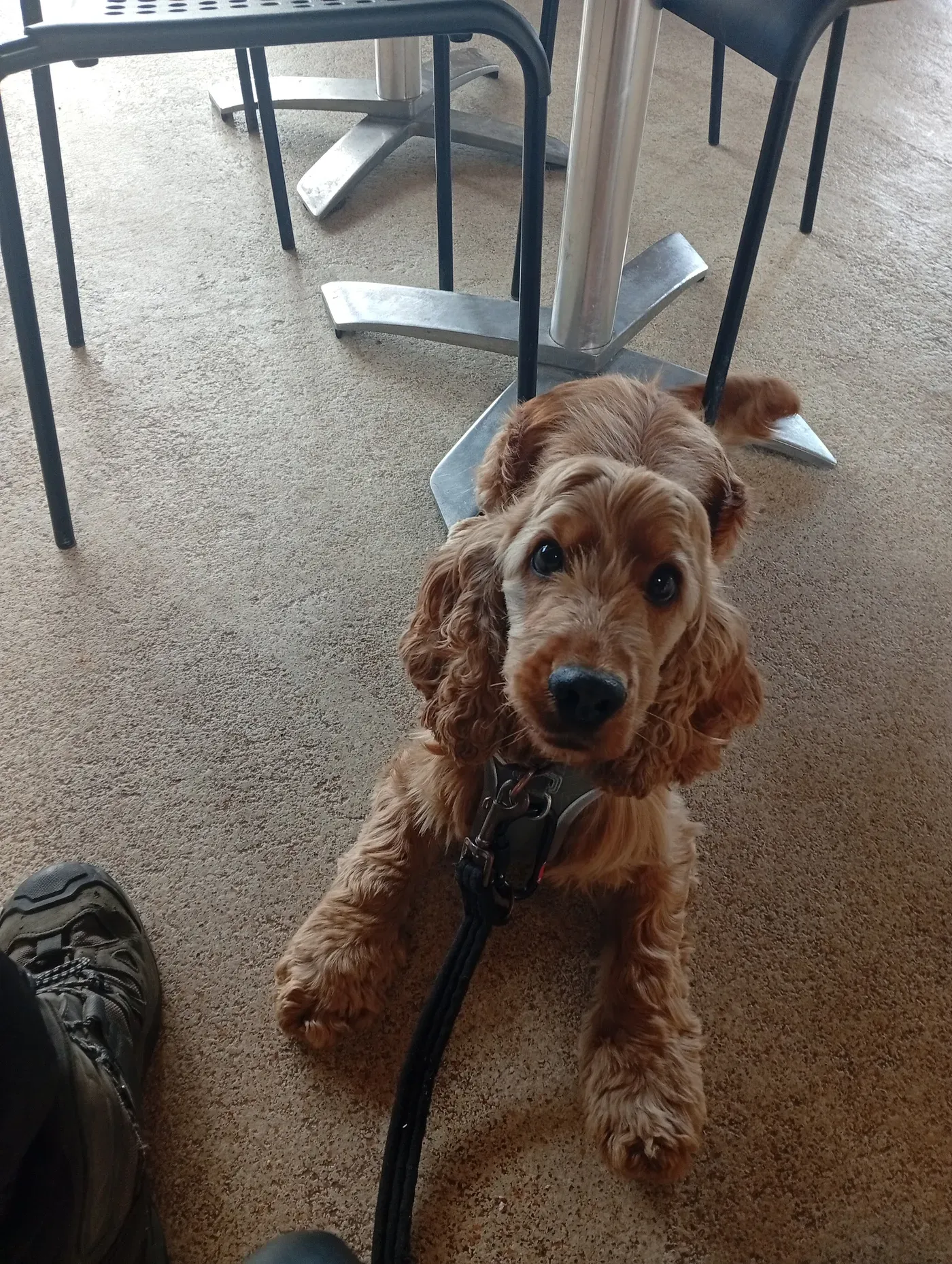 A puppy learning to settle in a busy café environment