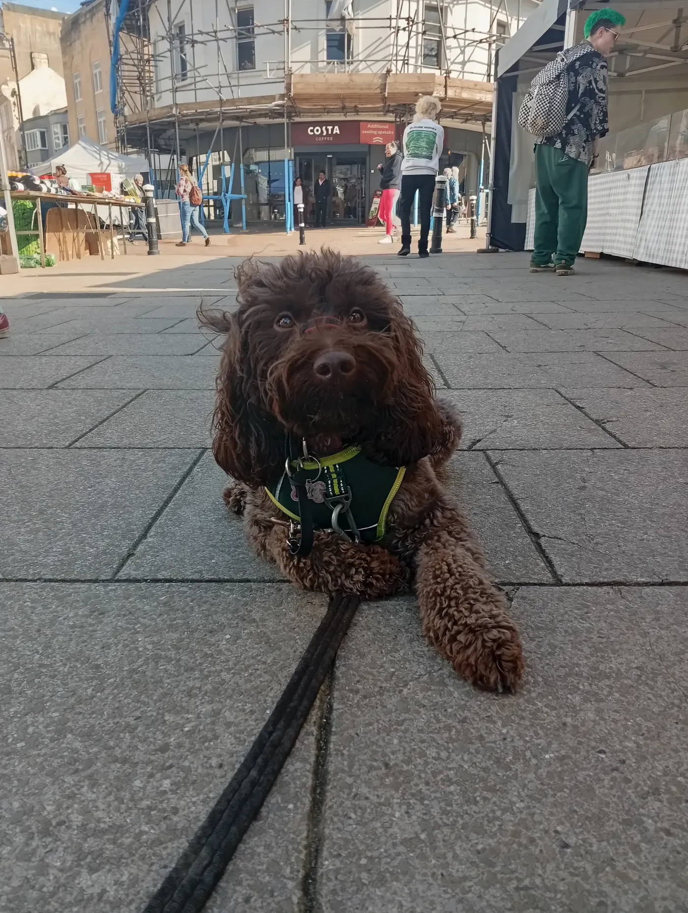 Mollie, a Fairy Tails dog — settled outside the café