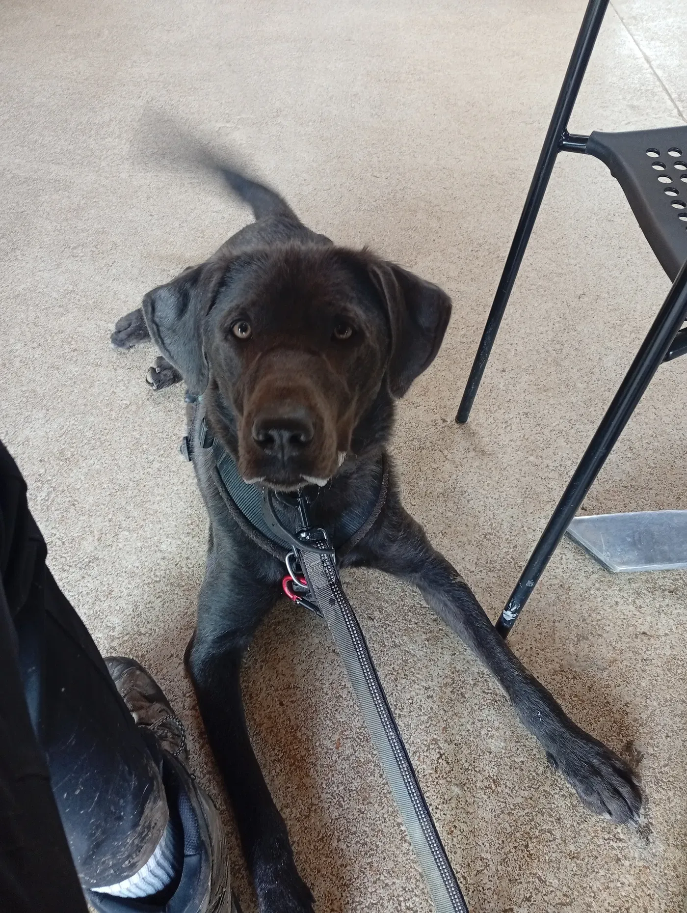 Neo, a Fairy Tails dog — calm at the café
