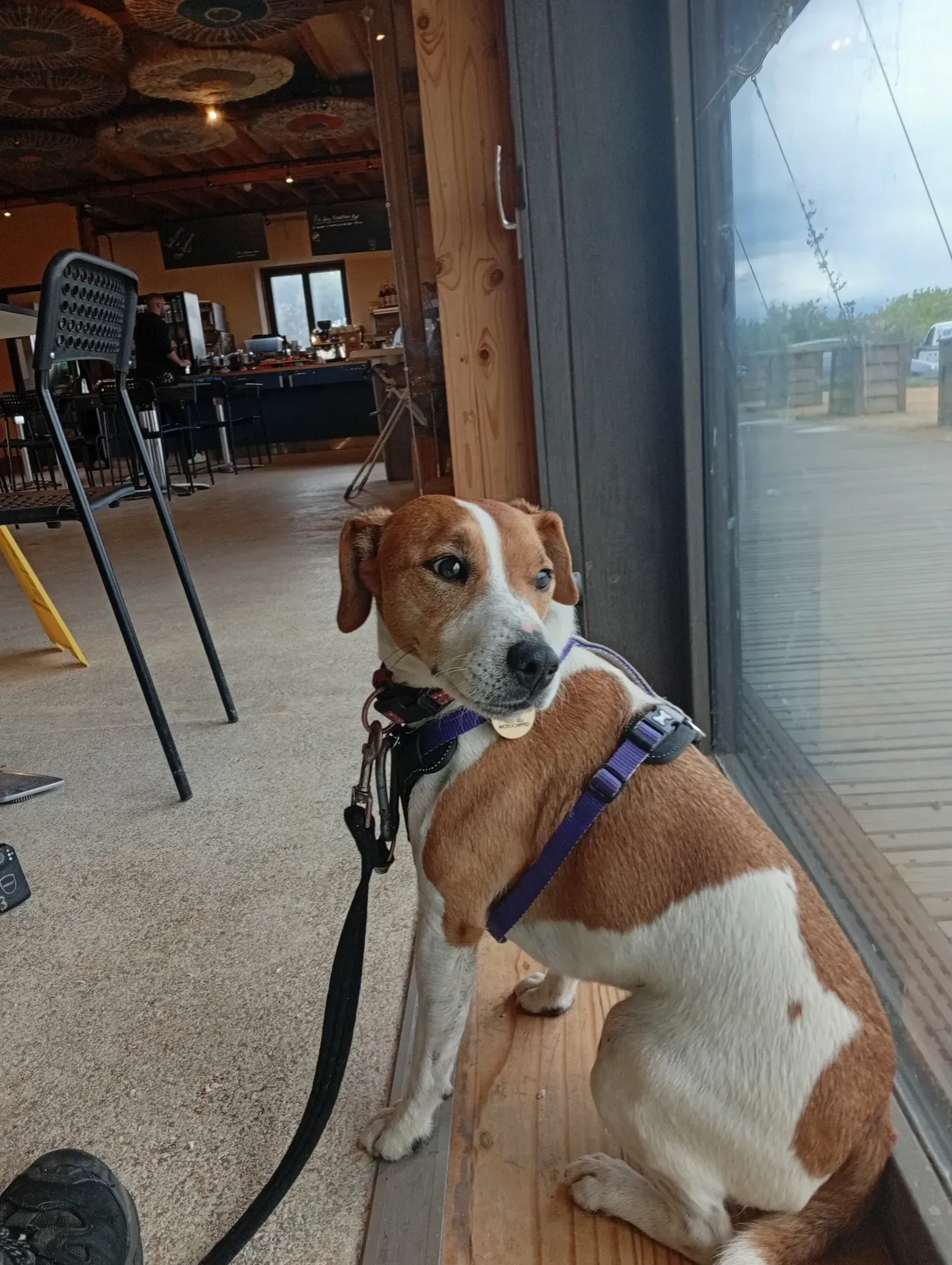 A puppy settled calmly beside a café table during socialisation training