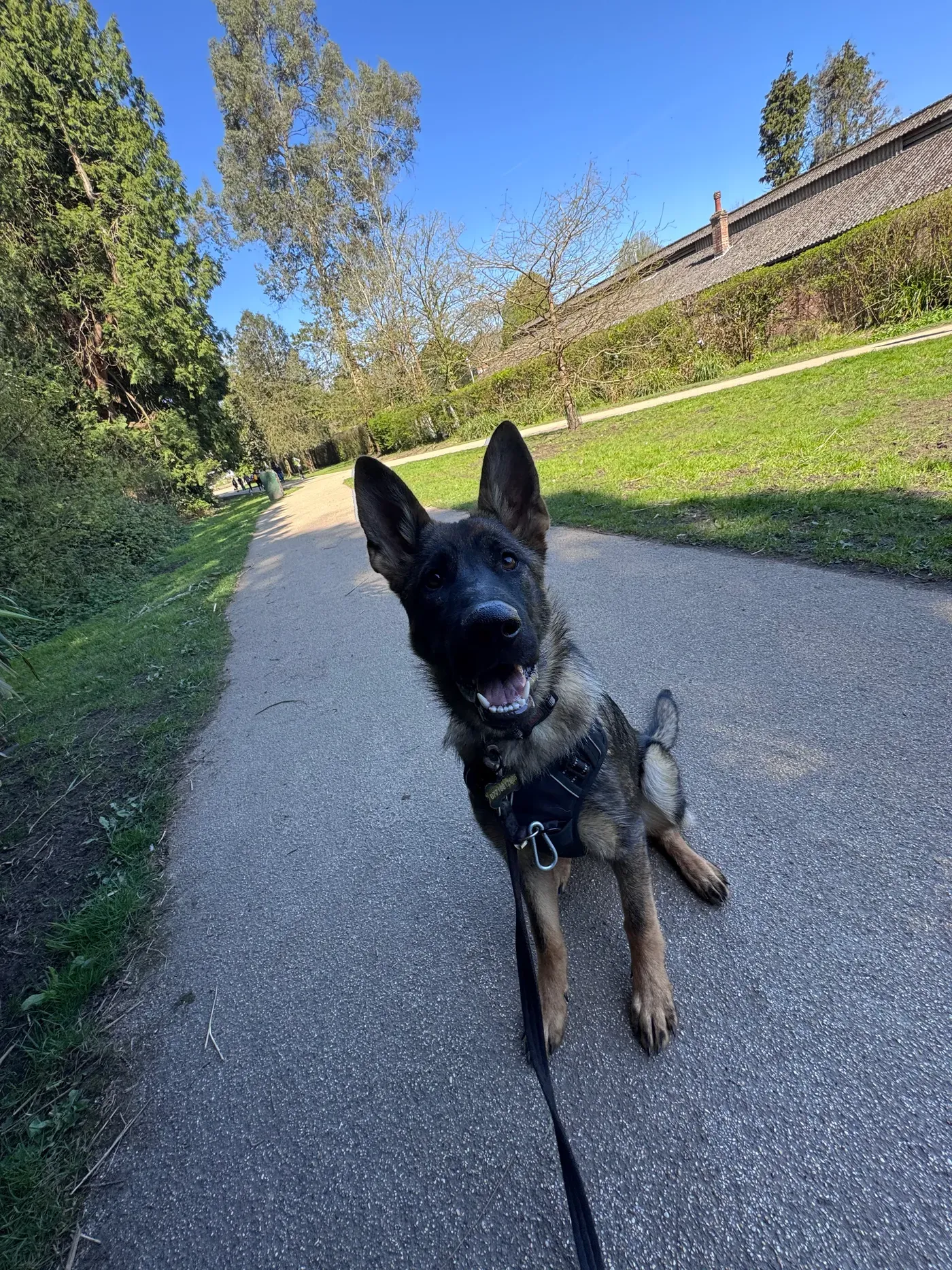 A young dog learning to settle calmly on a walk during training
