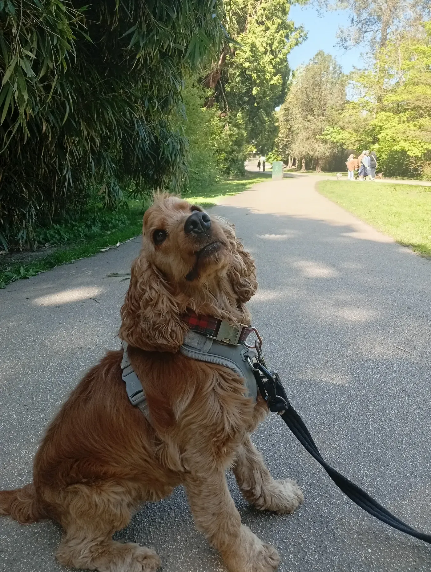 Henry, a Fairy Tails dog — lovely focus at the park