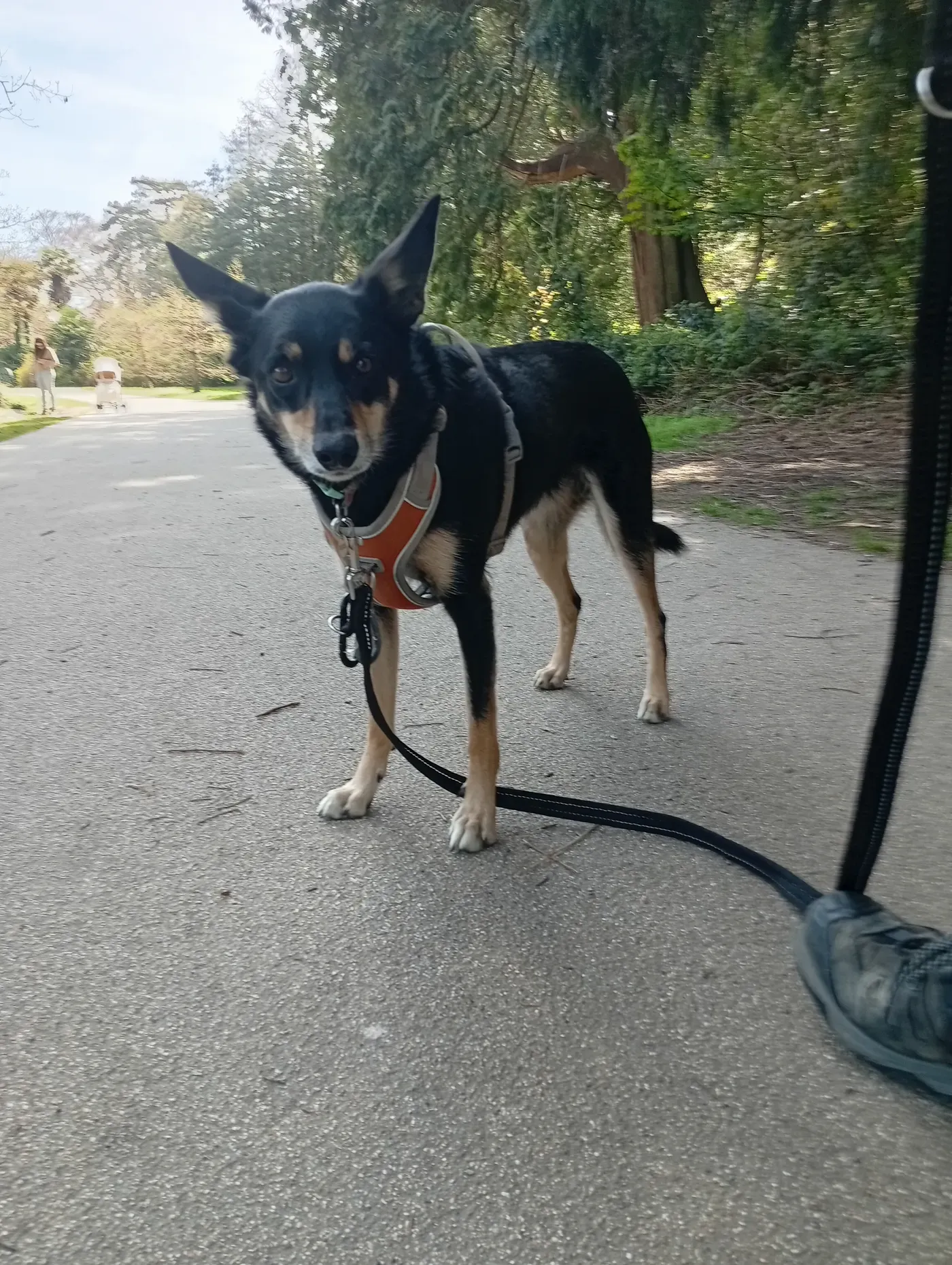 Poppy, a Fairy Tails dog — a calm lead walk in the park
