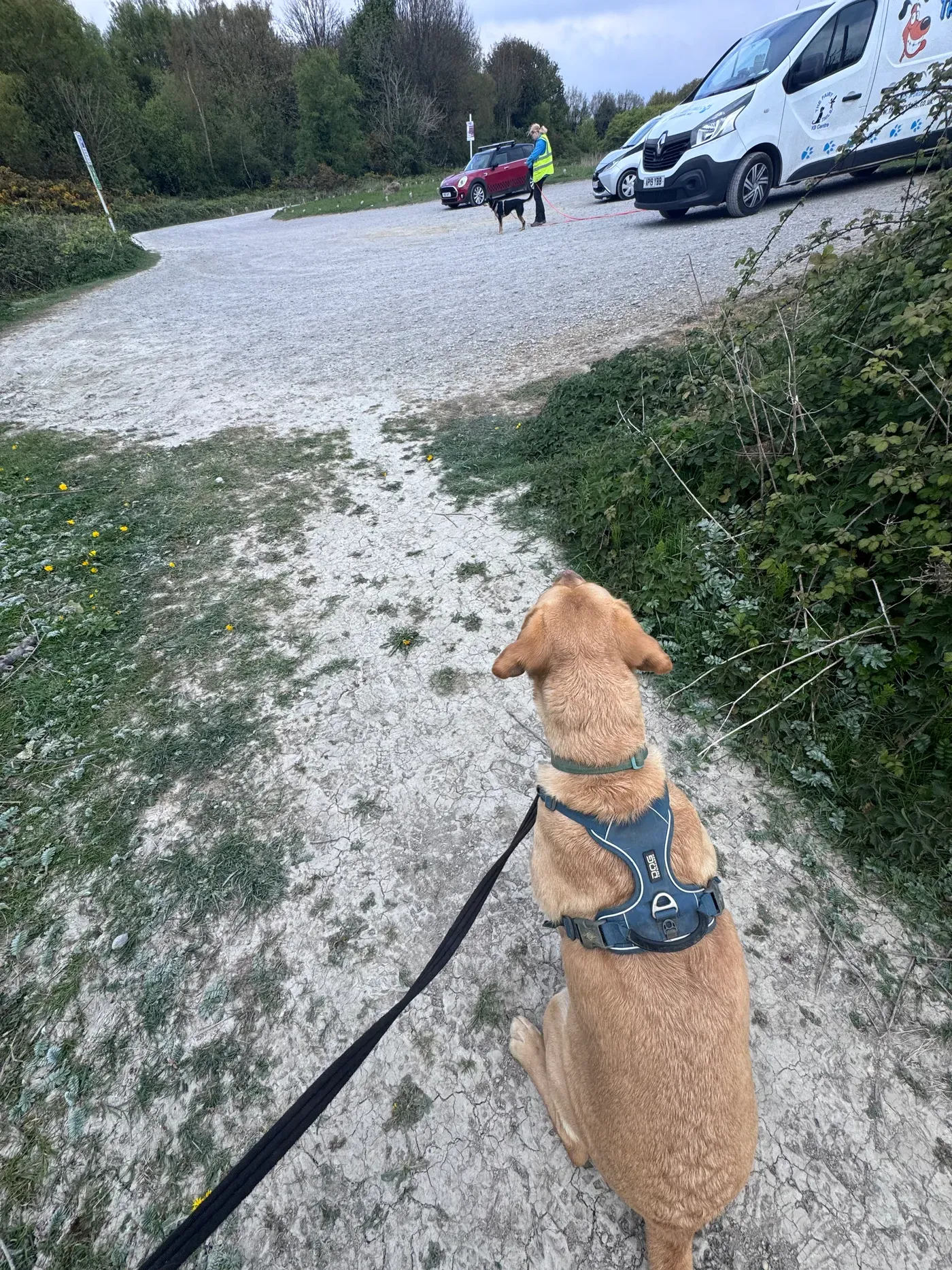 Dogs enjoying a calm group walk through the countryside