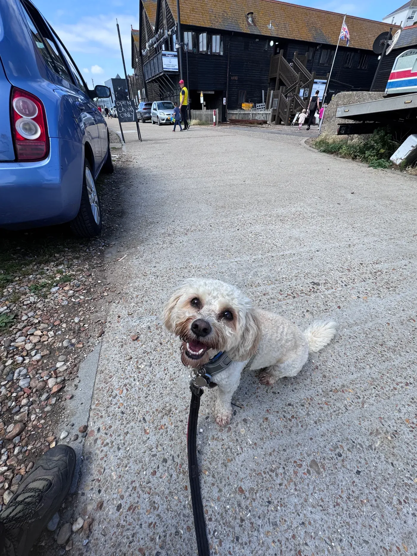 Chee, a Fairy Tails dog — relaxed down by the harbour