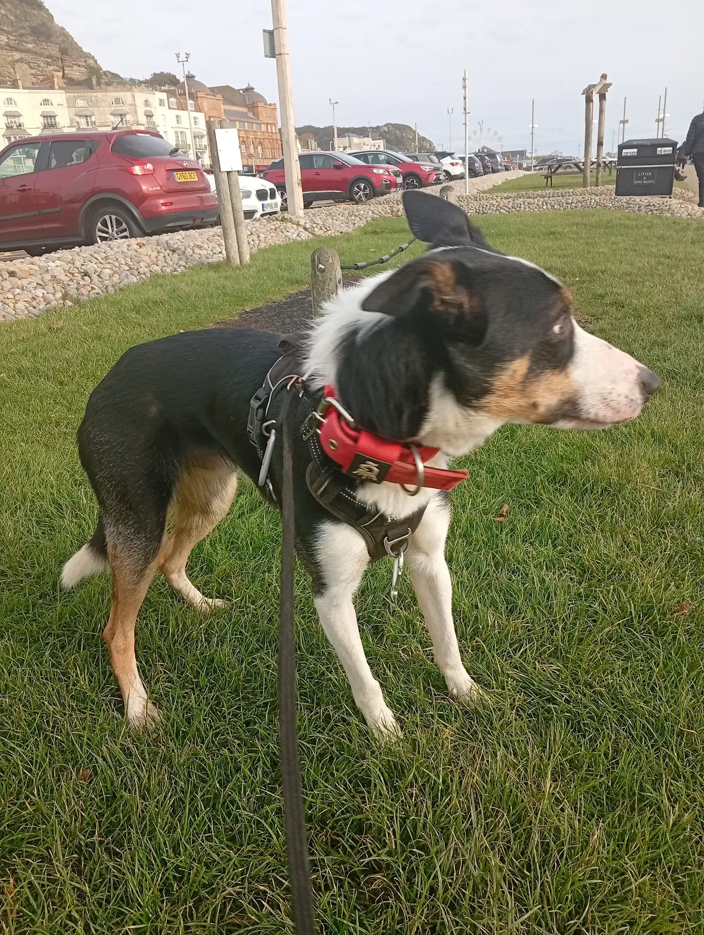 Diego, a collie, standing on the seafront green beside the car park