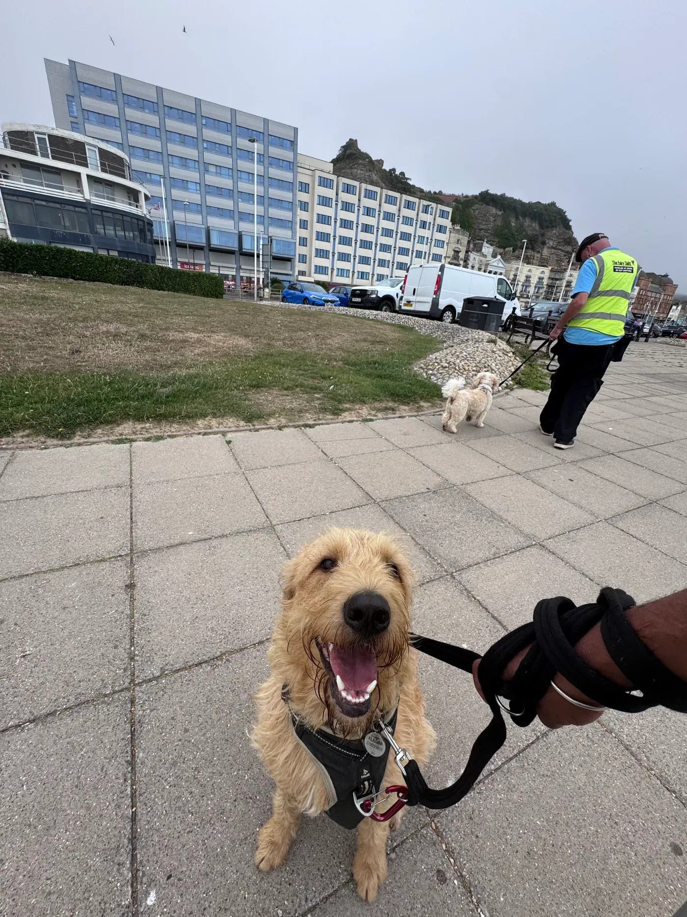 Enzo, a Fairy Tails dog — focused on the seafront