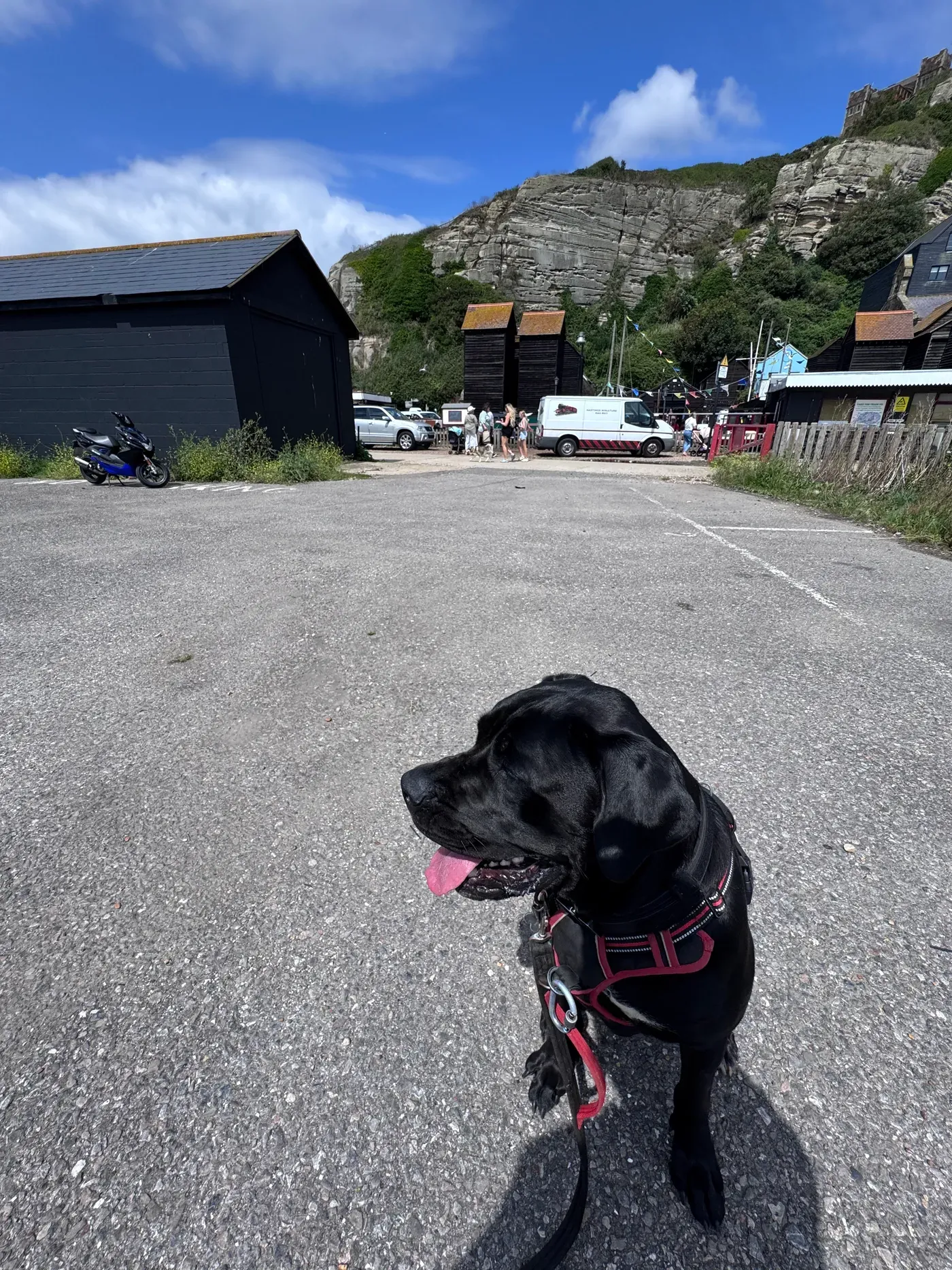 Rita, a Fairy Tails dog — steady on the seafront