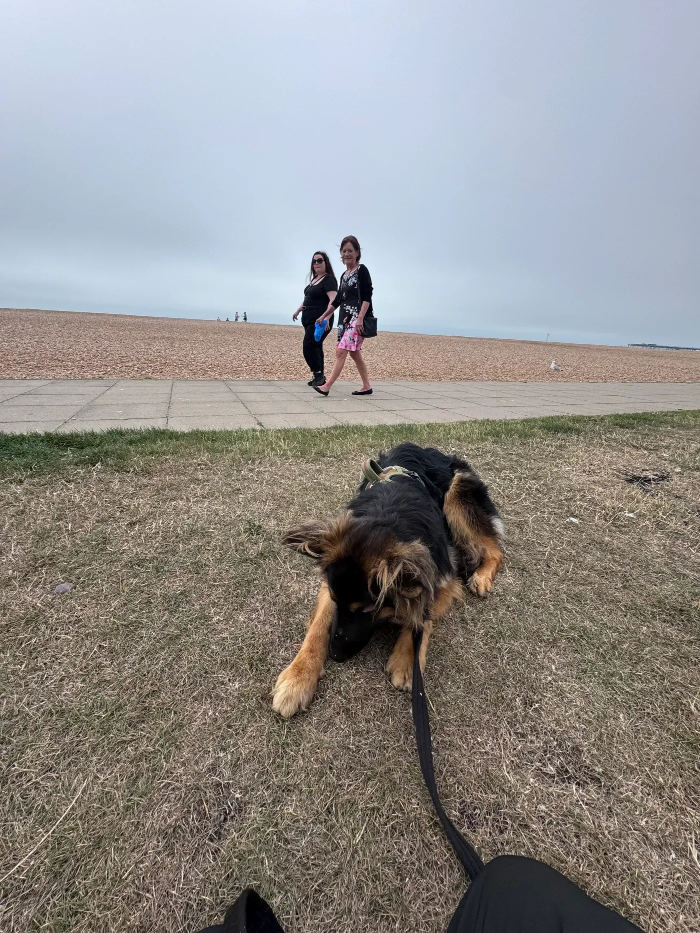 Tilly, calm as walkers pass