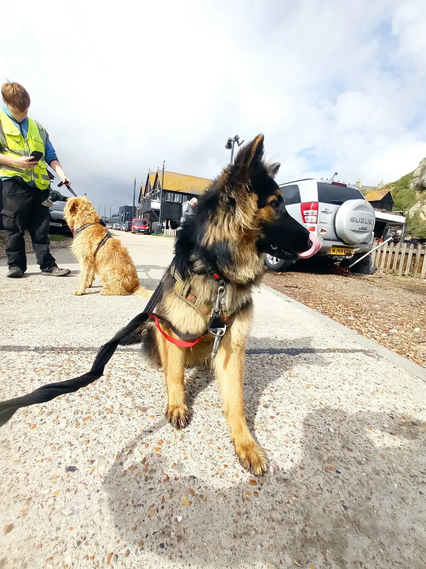 A dog relaxed and attentive on the Hastings seafront