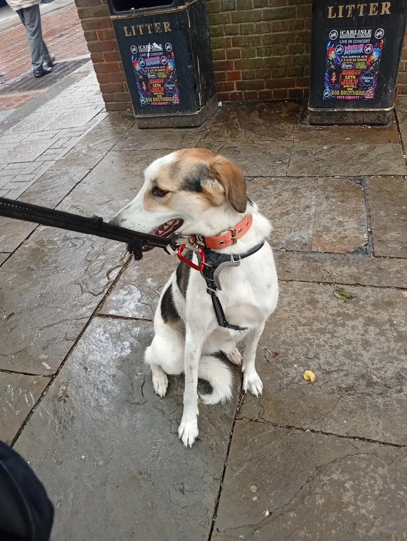 April, a Fairy Tails dog — a steady sit in town