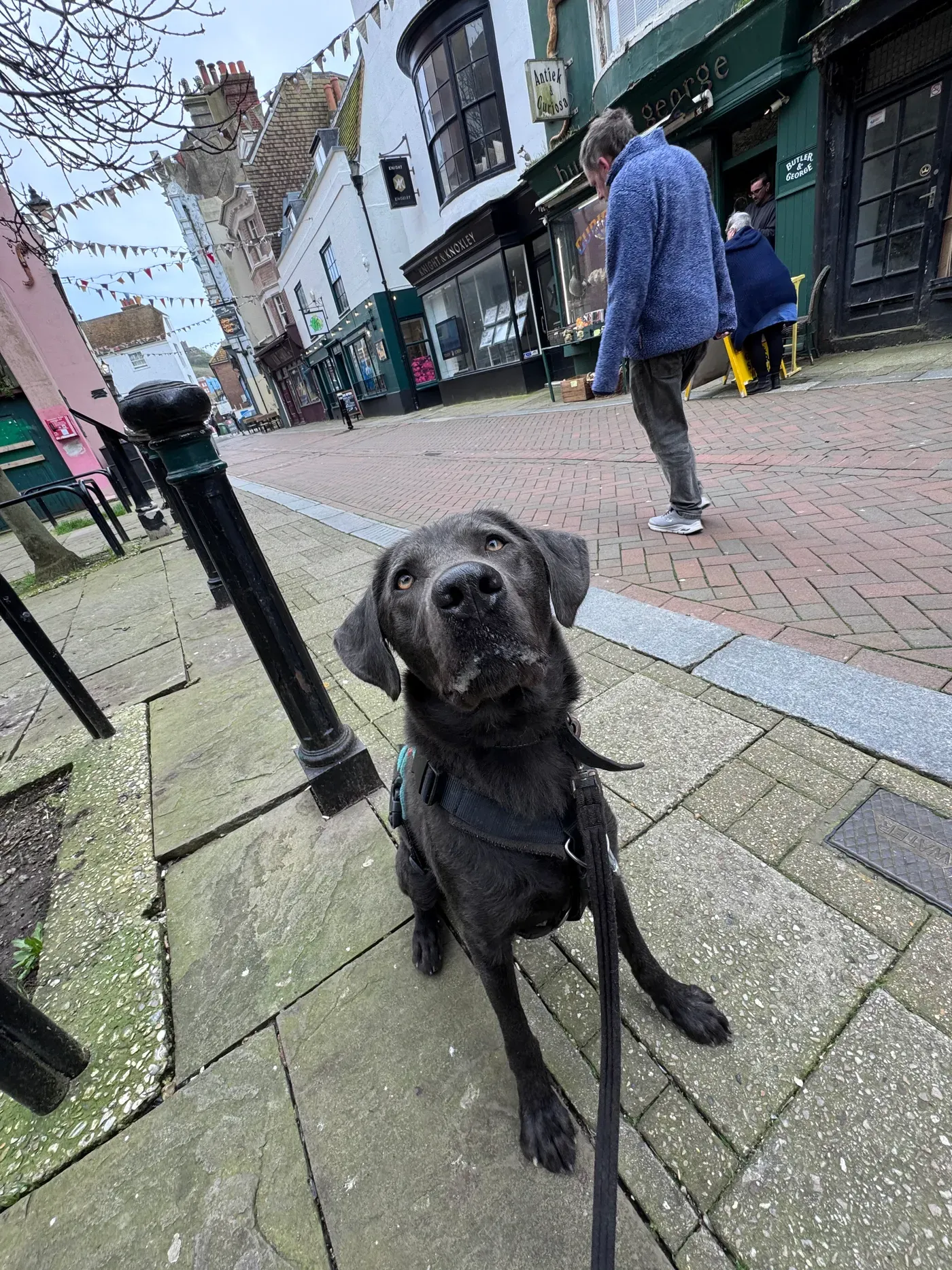 Neo, a black Labrador, sitting on a shop-lined Old Town street and looking up at his handler