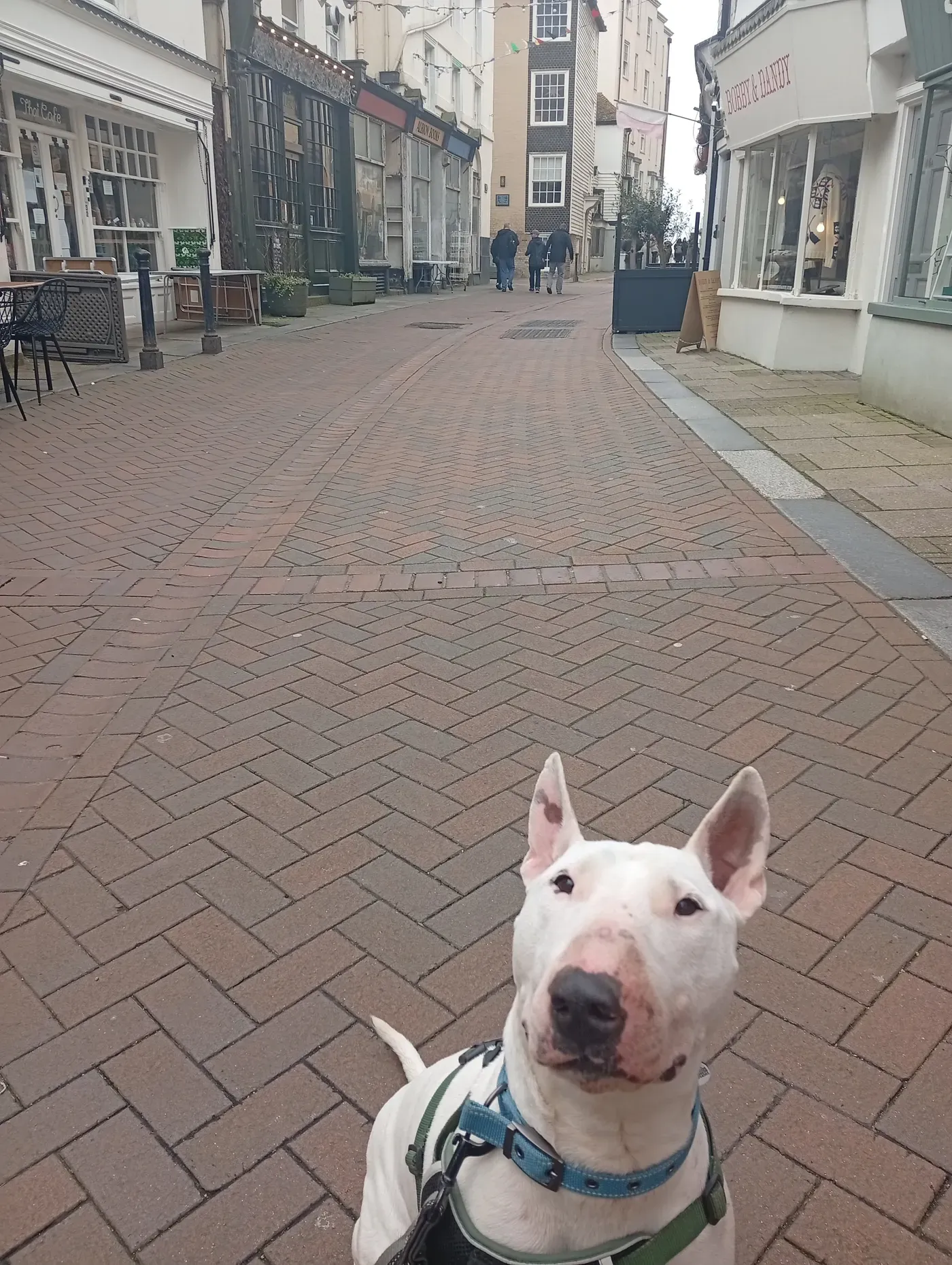 Rigsby, a white bull terrier, standing attentively on his lead in a pedestrianised shopping street