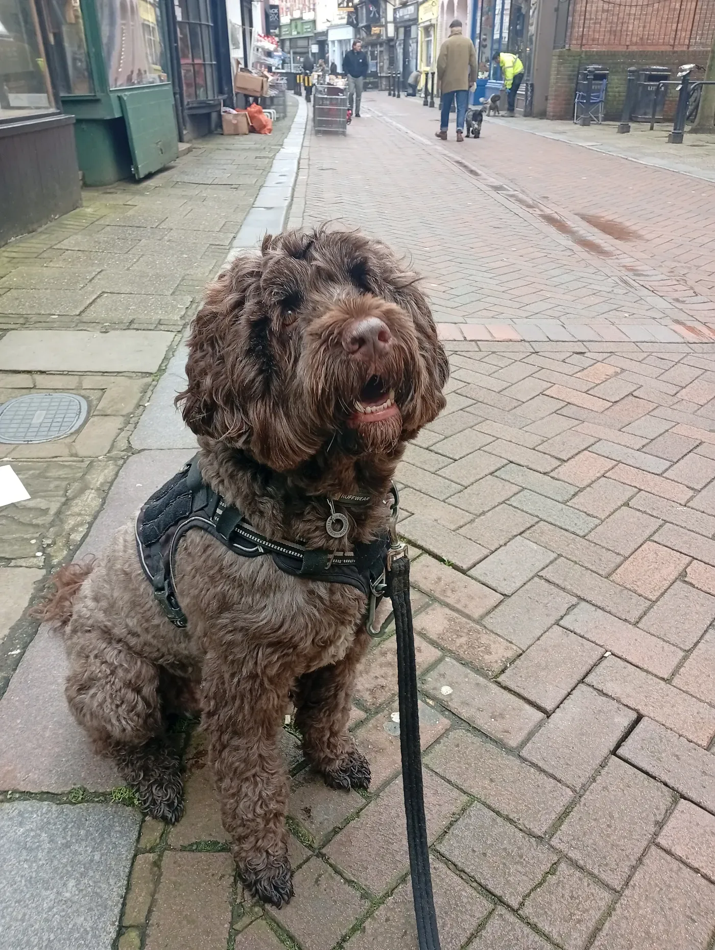 River, a Fairy Tails dog — calm on a busy street