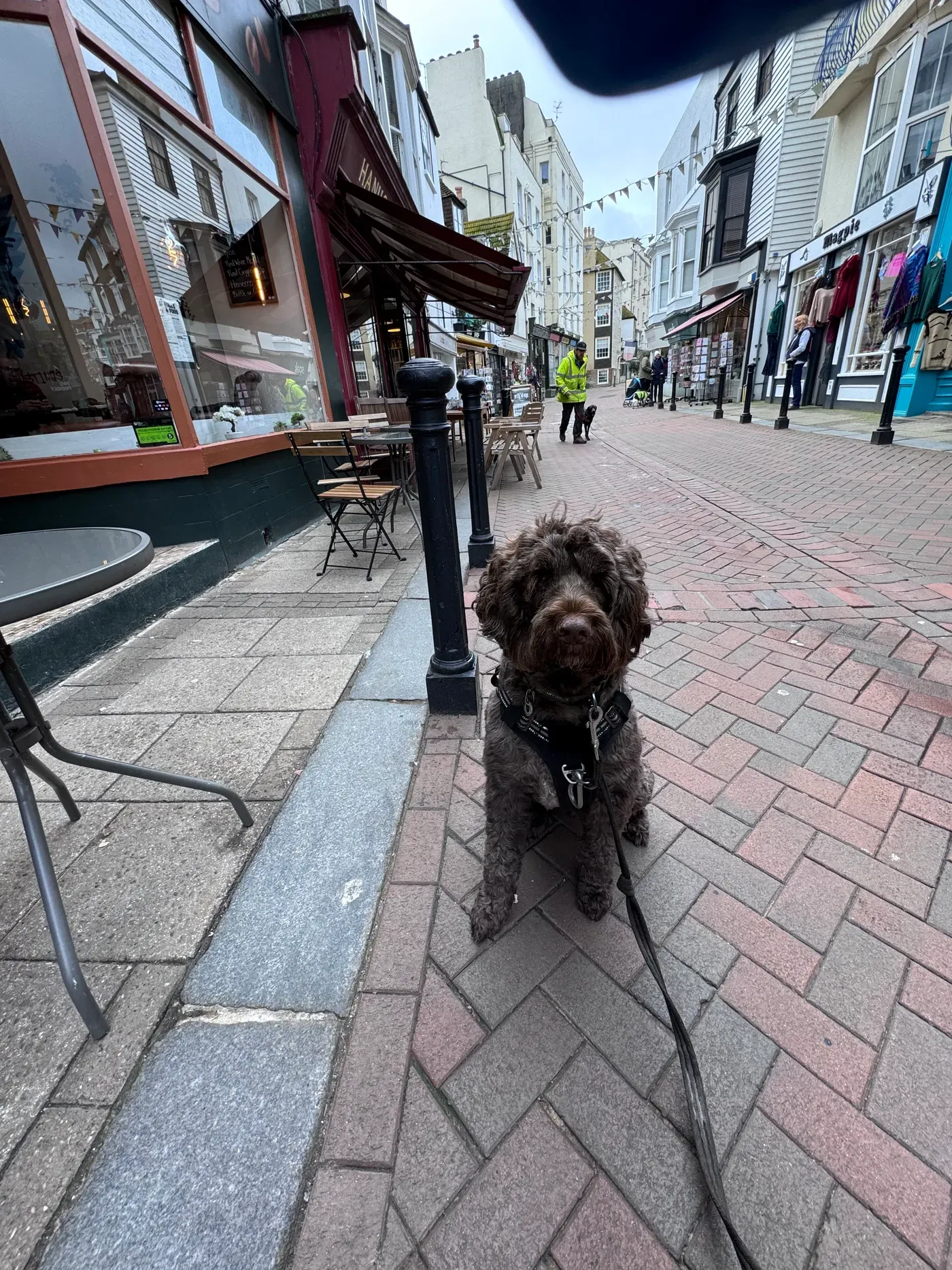 River, a Fairy Tails dog — settled on the high street