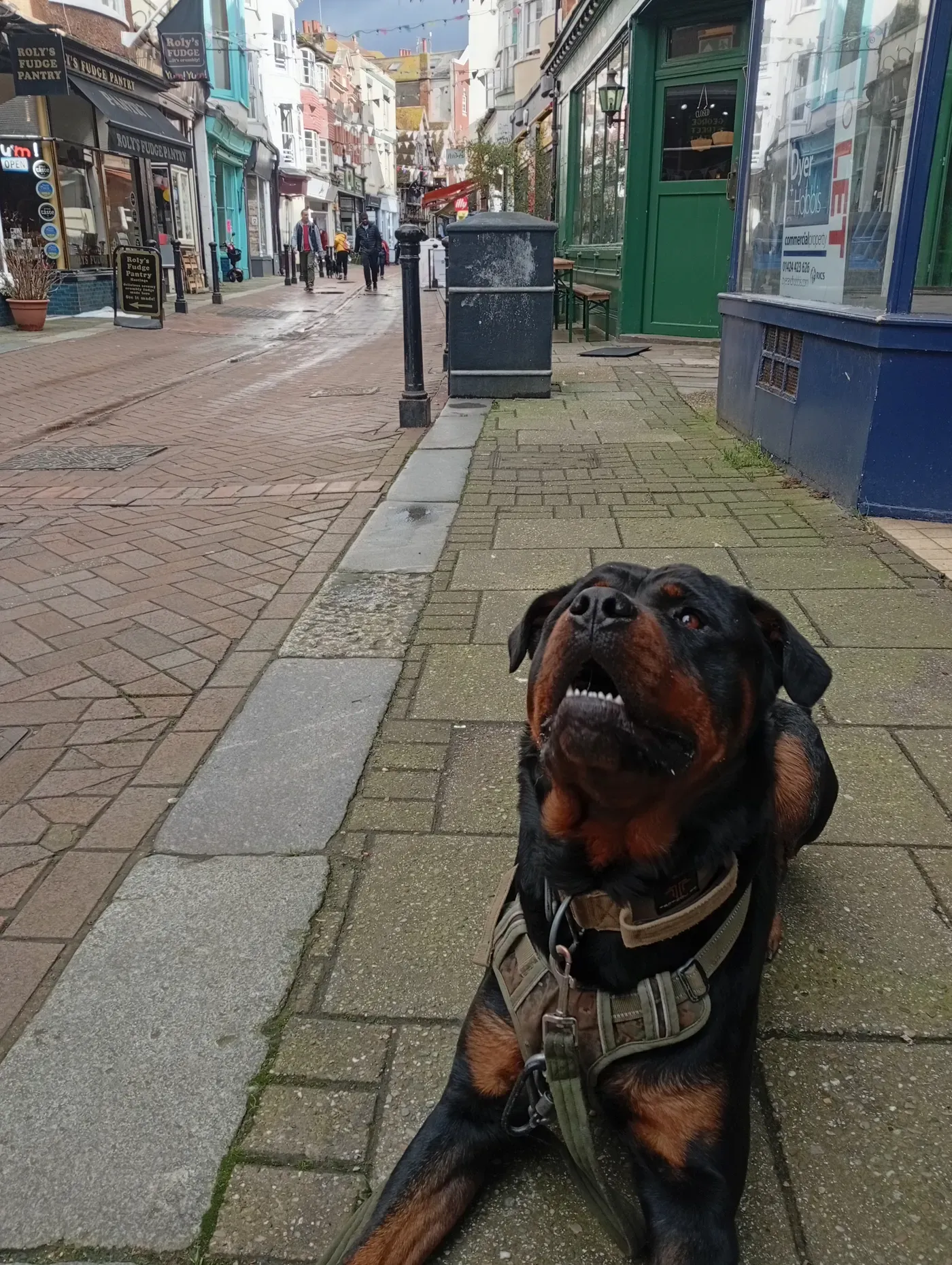 A dog focused on its handler amid the distractions of a town centre