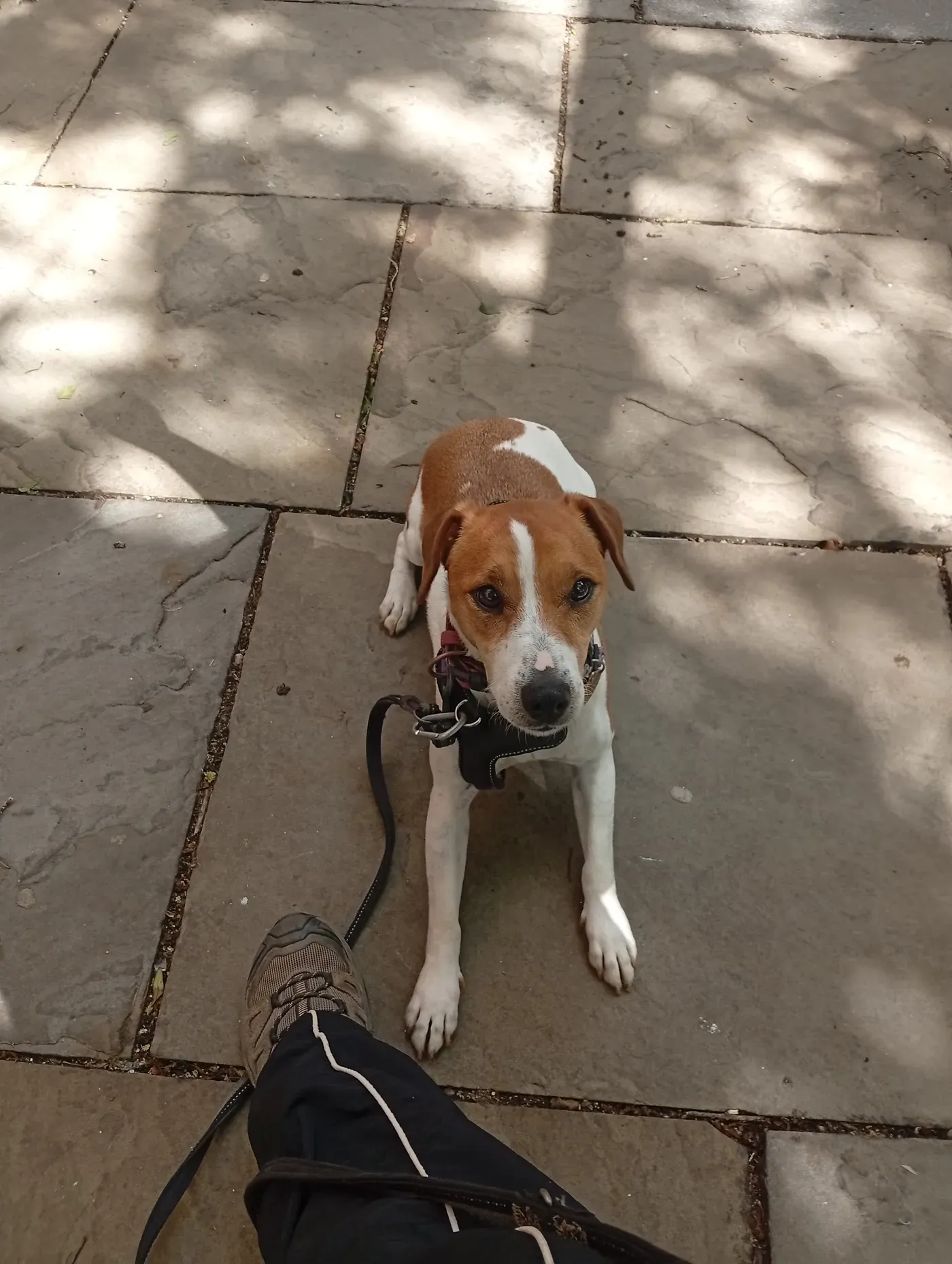 Ruby, a Fairy Tails dog — settling on a town pavement