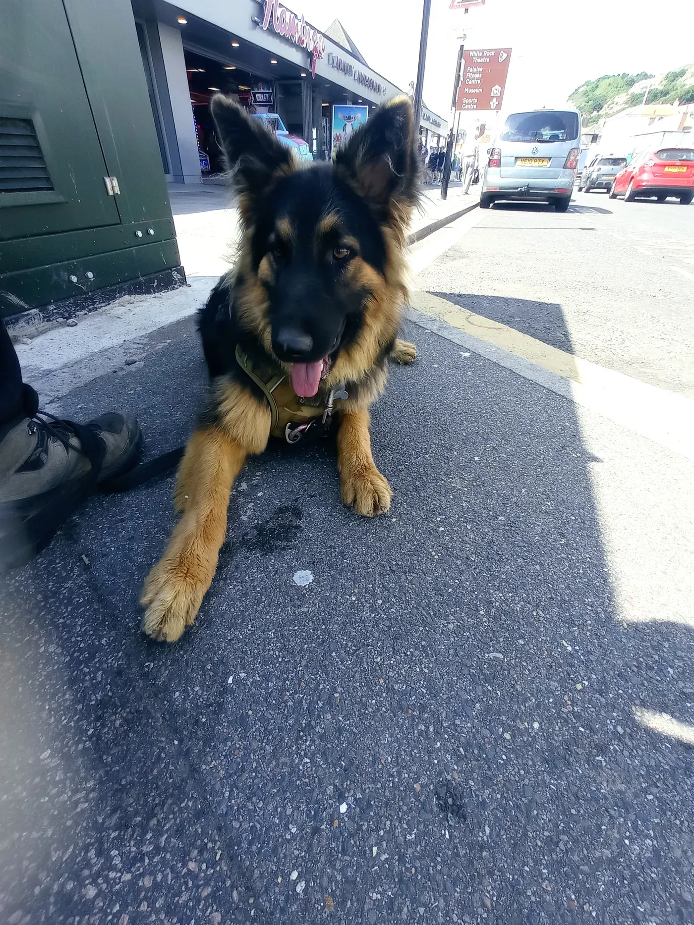 Tilly, a long-haired German shepherd, lying calmly on the pavement beside parked cars and an amusement arcade