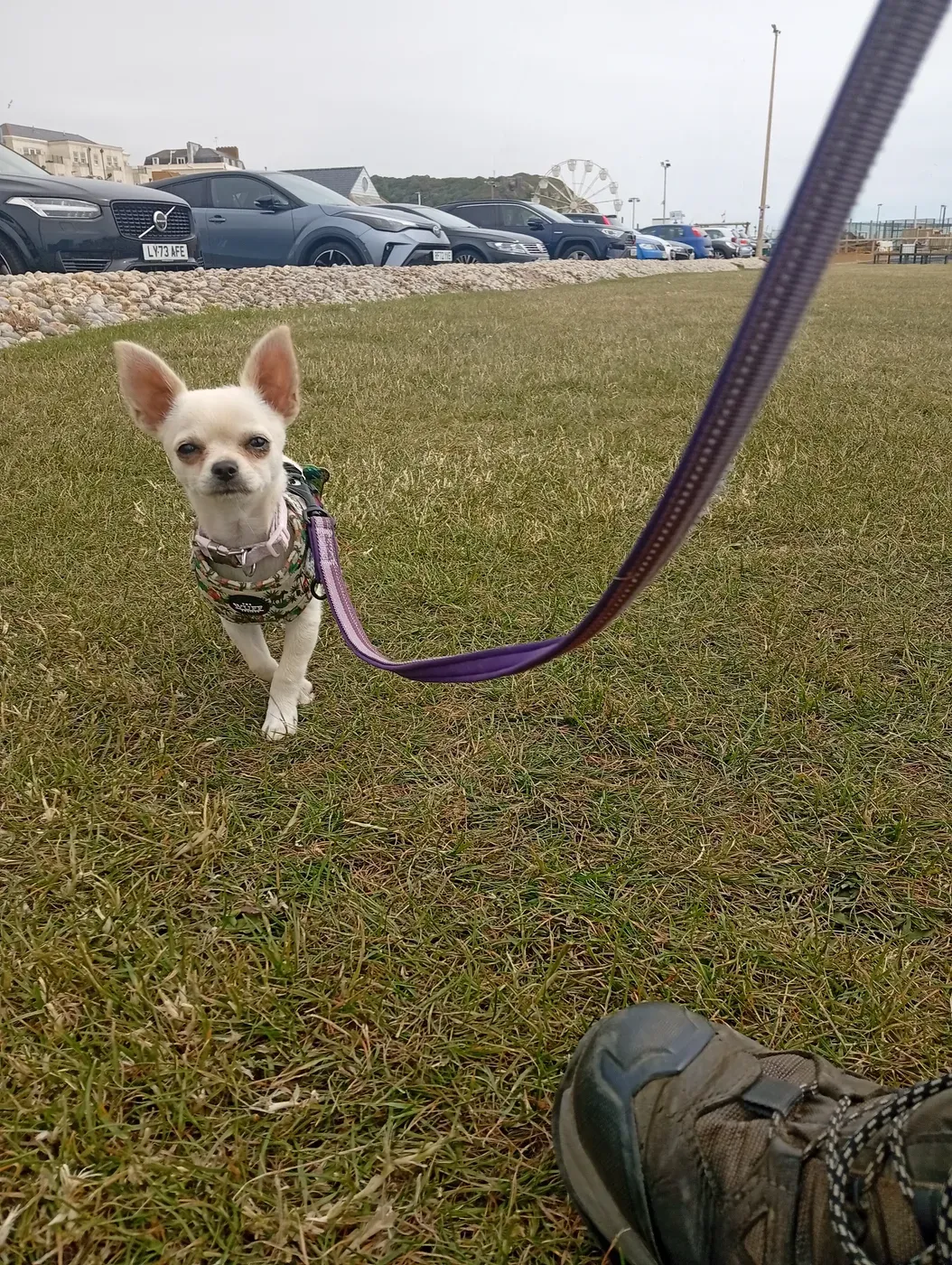 Betty, a Fairy Tails dog — out on the seafront