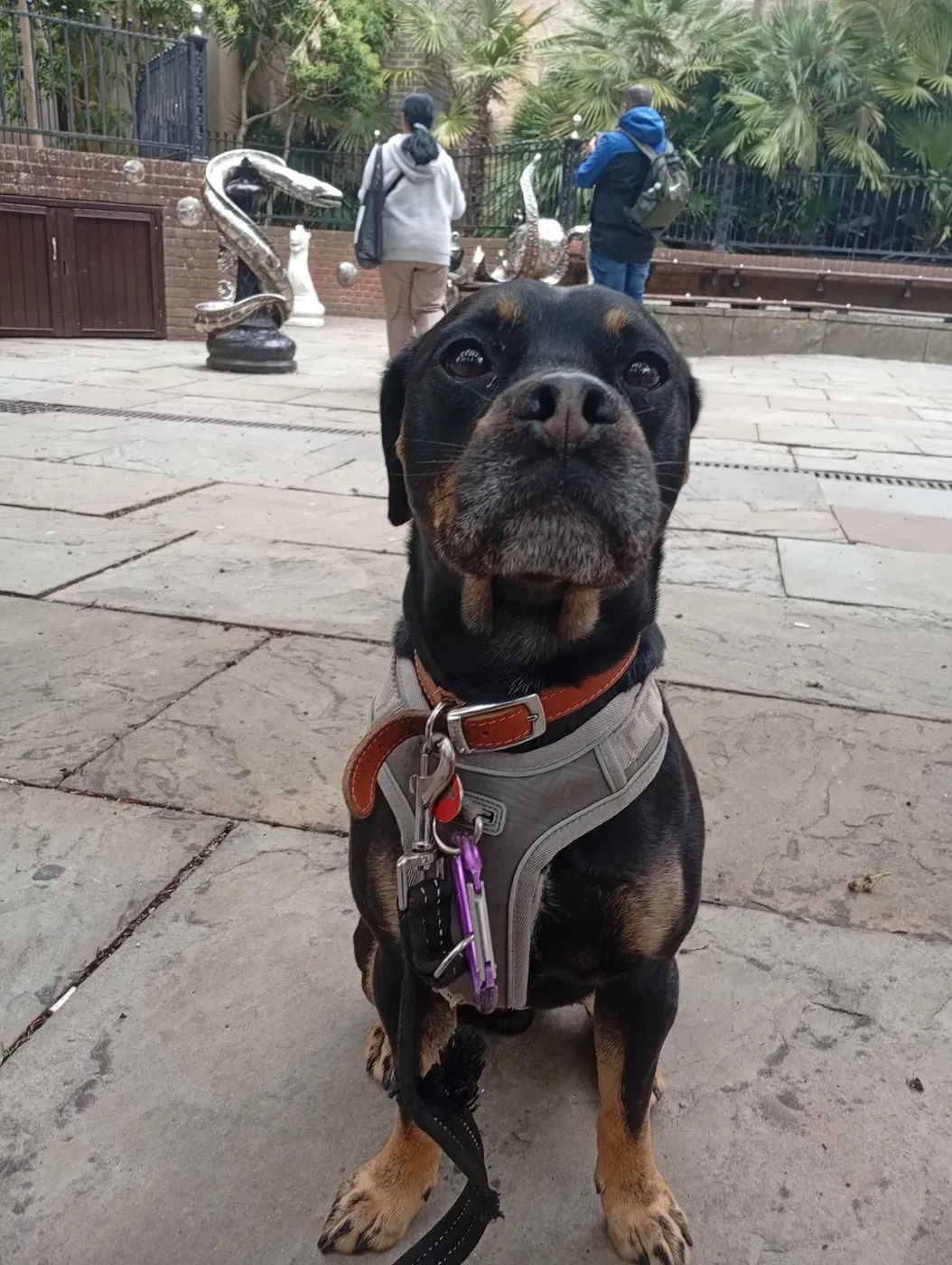 Black-and-tan dog in a harness on a town-centre paved square with brick buildings and palms beyond