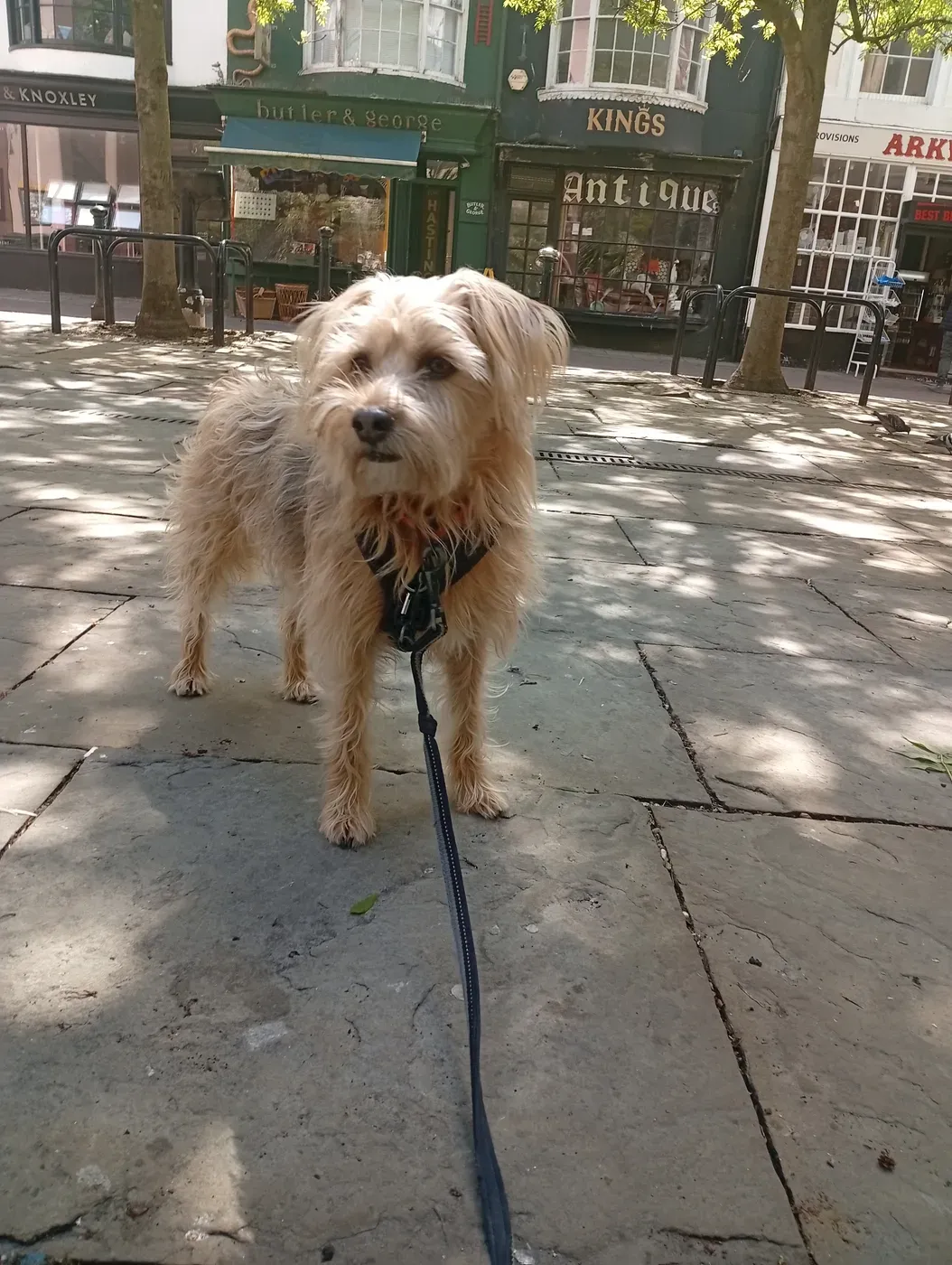 Cream terrier on lead in a charming historic town centre with antique shops and trees
