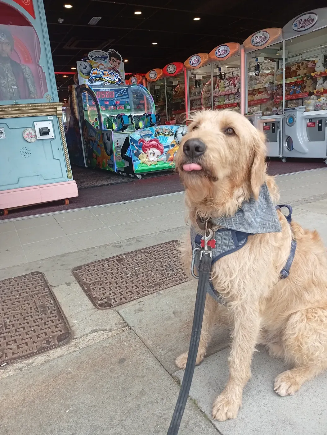 Enzo, a Fairy Tails dog — countryside adventures
