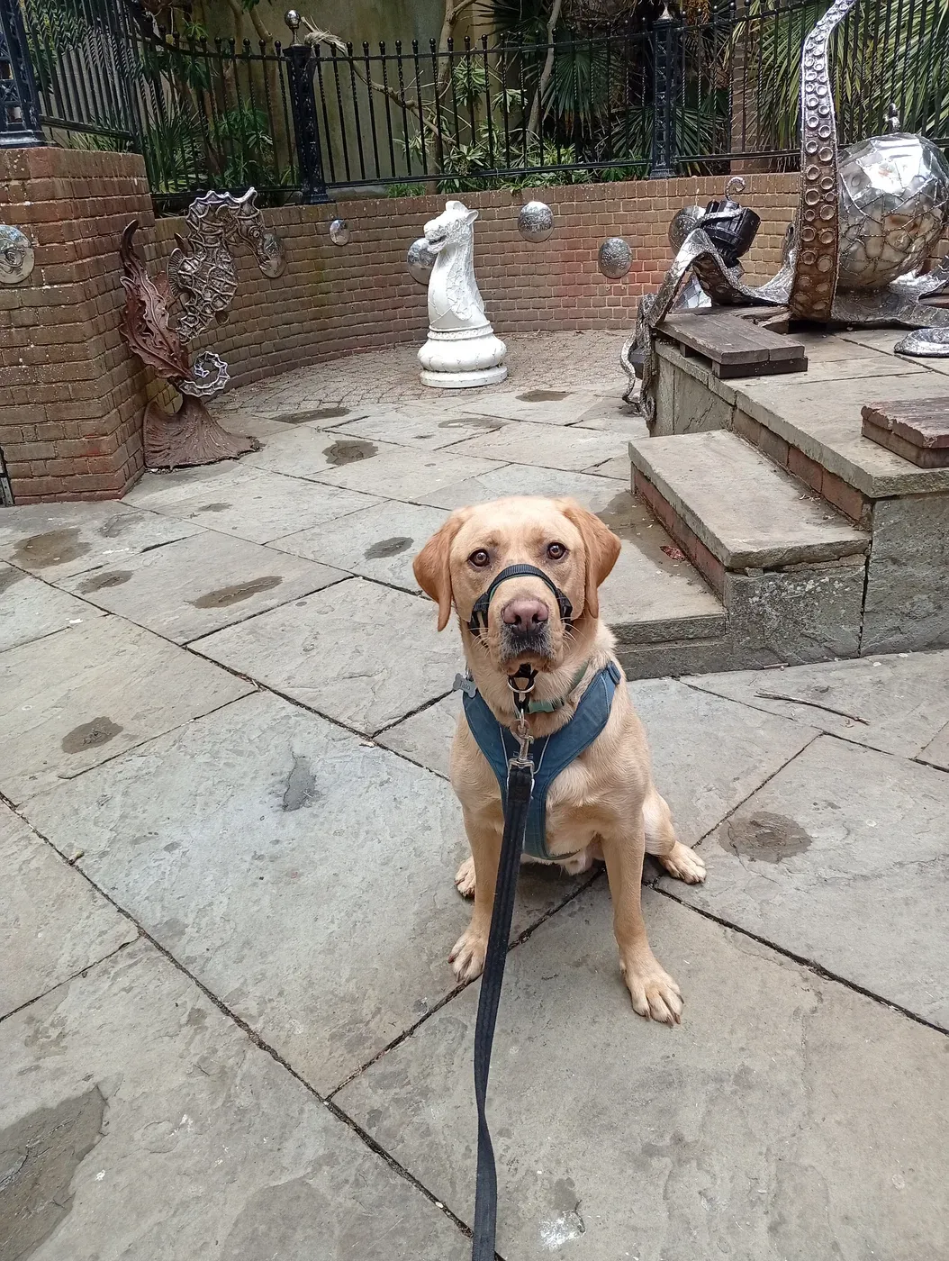 Yellow Labrador in a town square with decorative stone statues