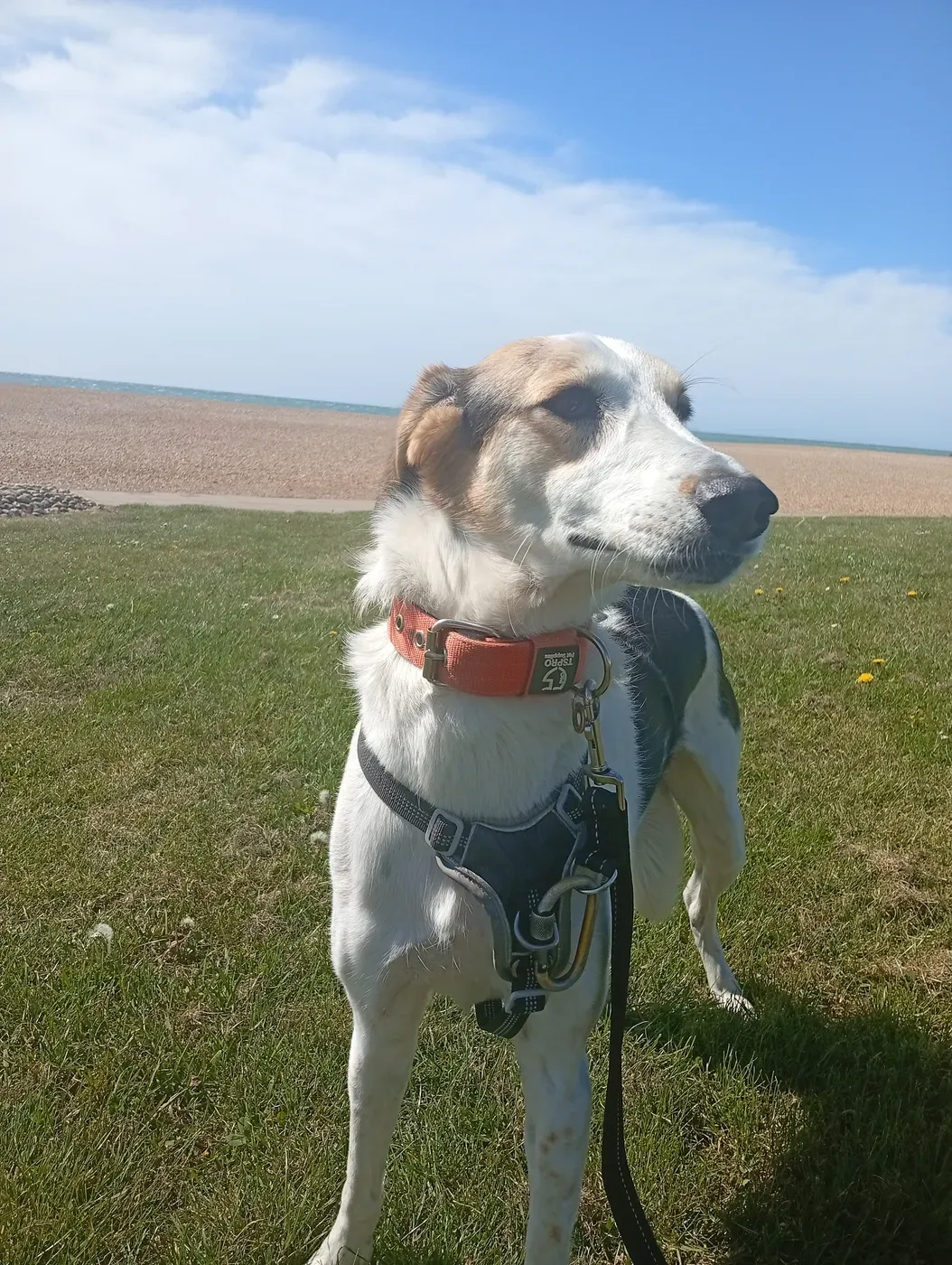 Brown-and-white dog gazing across open coastal fields under a blue sky