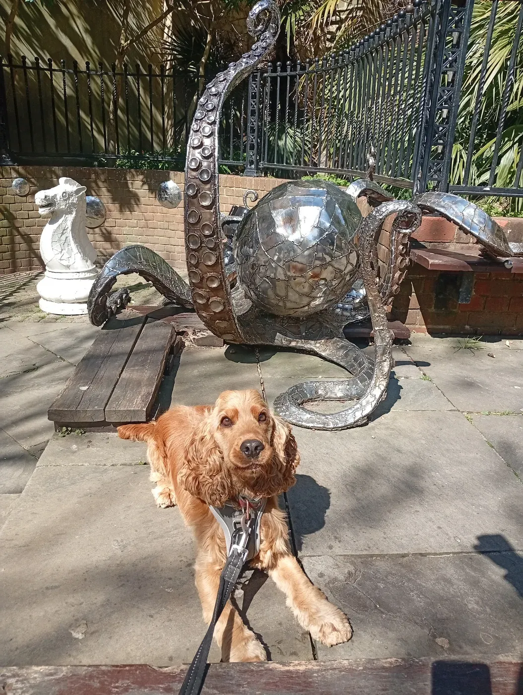 Henry, a Fairy Tails dog — exploring the old town