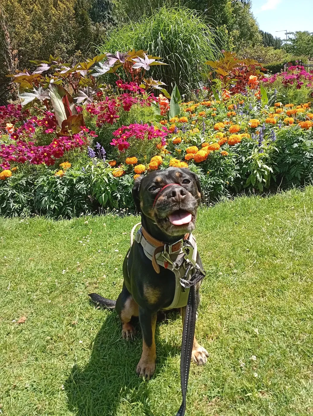 Happy dark dog beaming amongst vibrant marigolds and pink flowers in a lush cottage garden