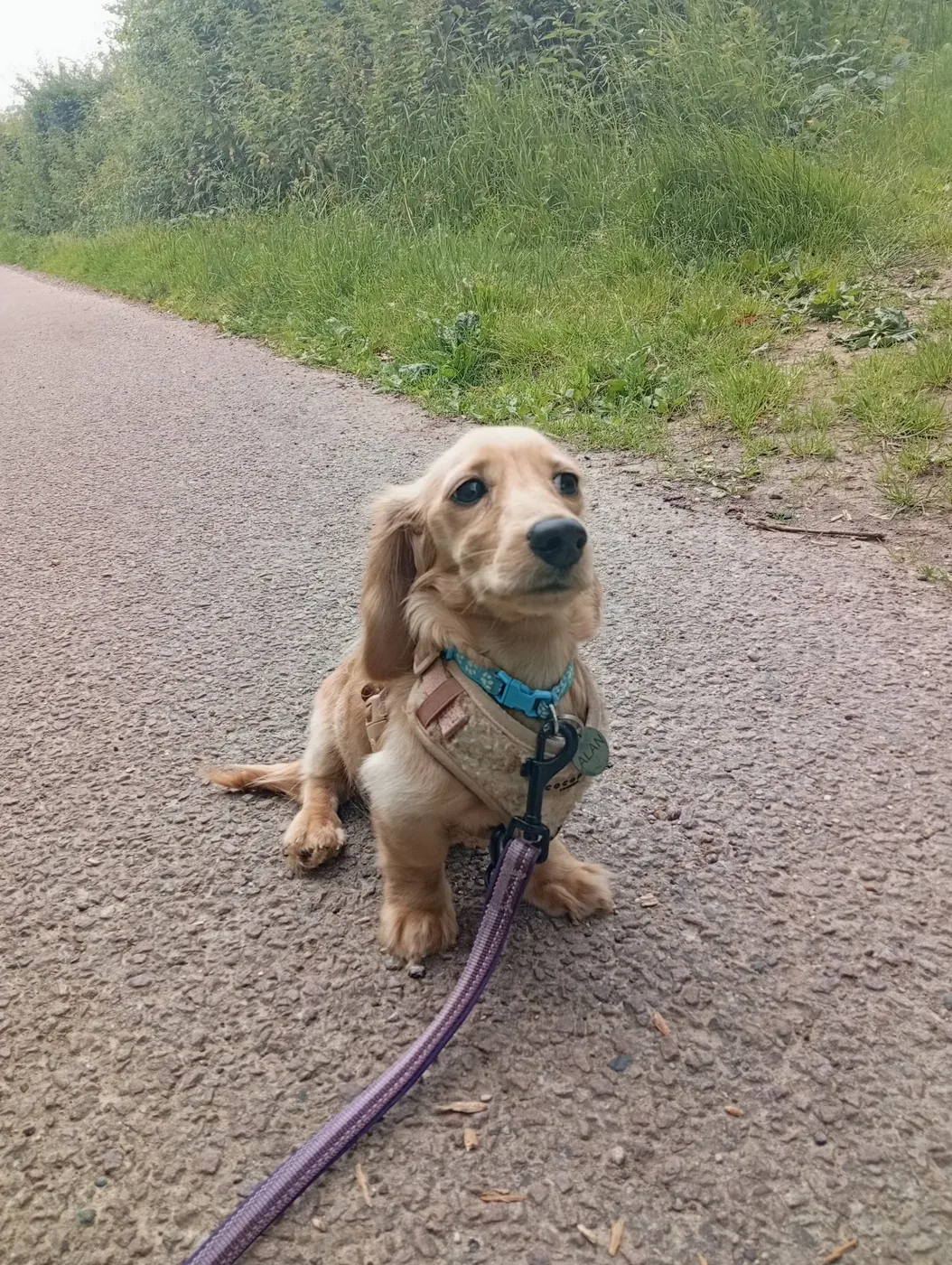 Cream Labrador walking a rural track lined with lush green vegetation