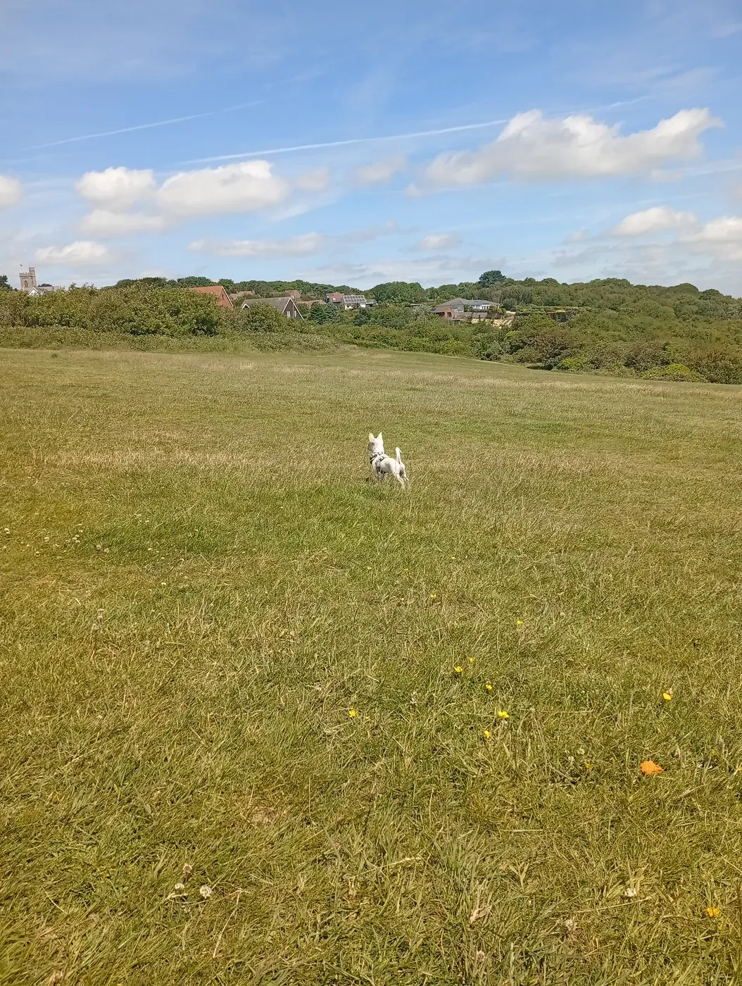 White dog running free in open countryside with a farmhouse backdrop