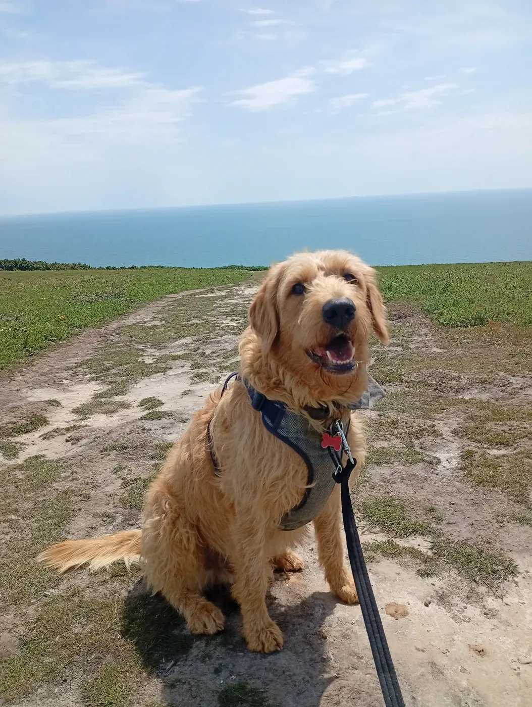 Golden Labrador on a coastal path overlooking the sea