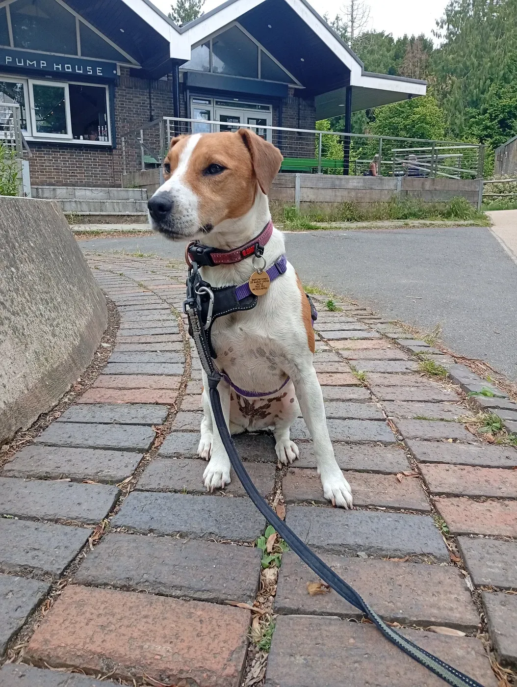 Brown-and-white Labrador standing on flagstones by an old pump house