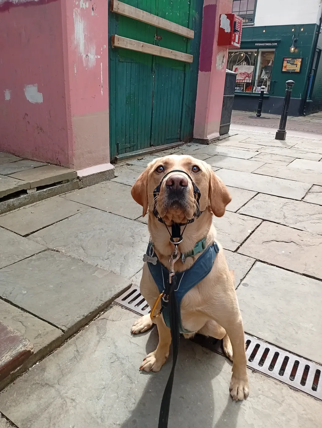 Golden Labrador settled on the high street with colourful shopfronts behind