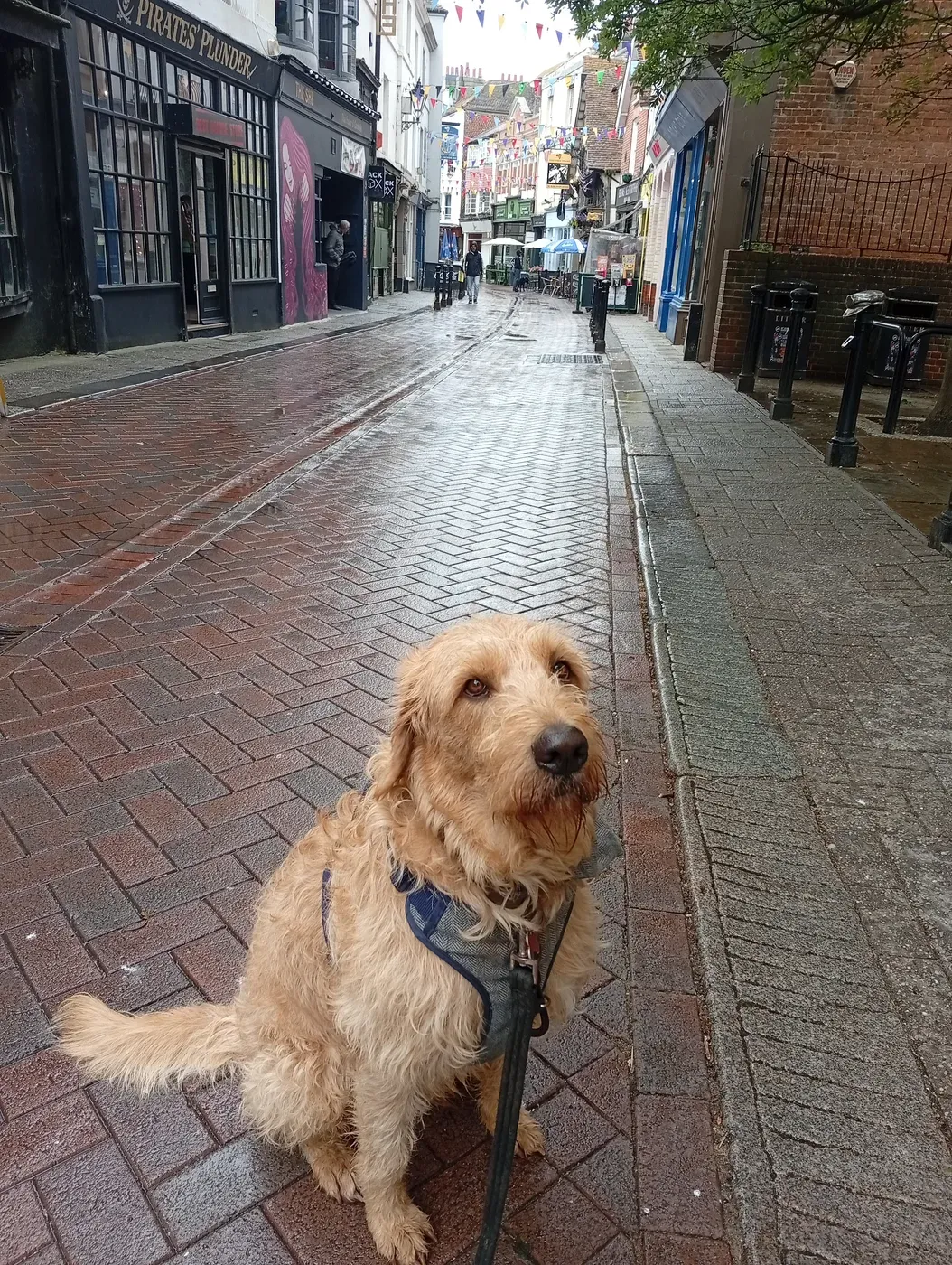 Cream doodle sitting calmly on Hastings High Street amid historic shopfronts and bunting